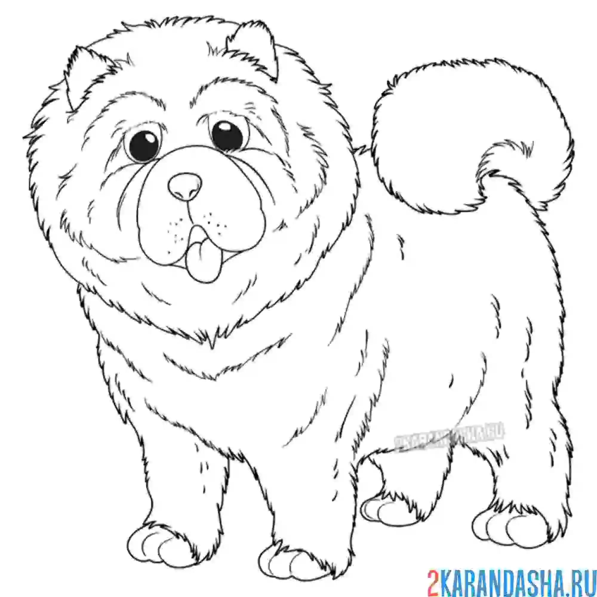 Раскраска собака чао-чао