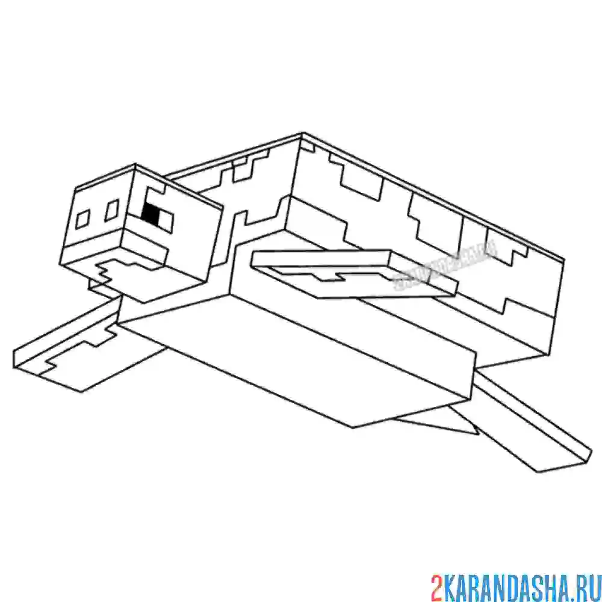 Раскраска черепаха