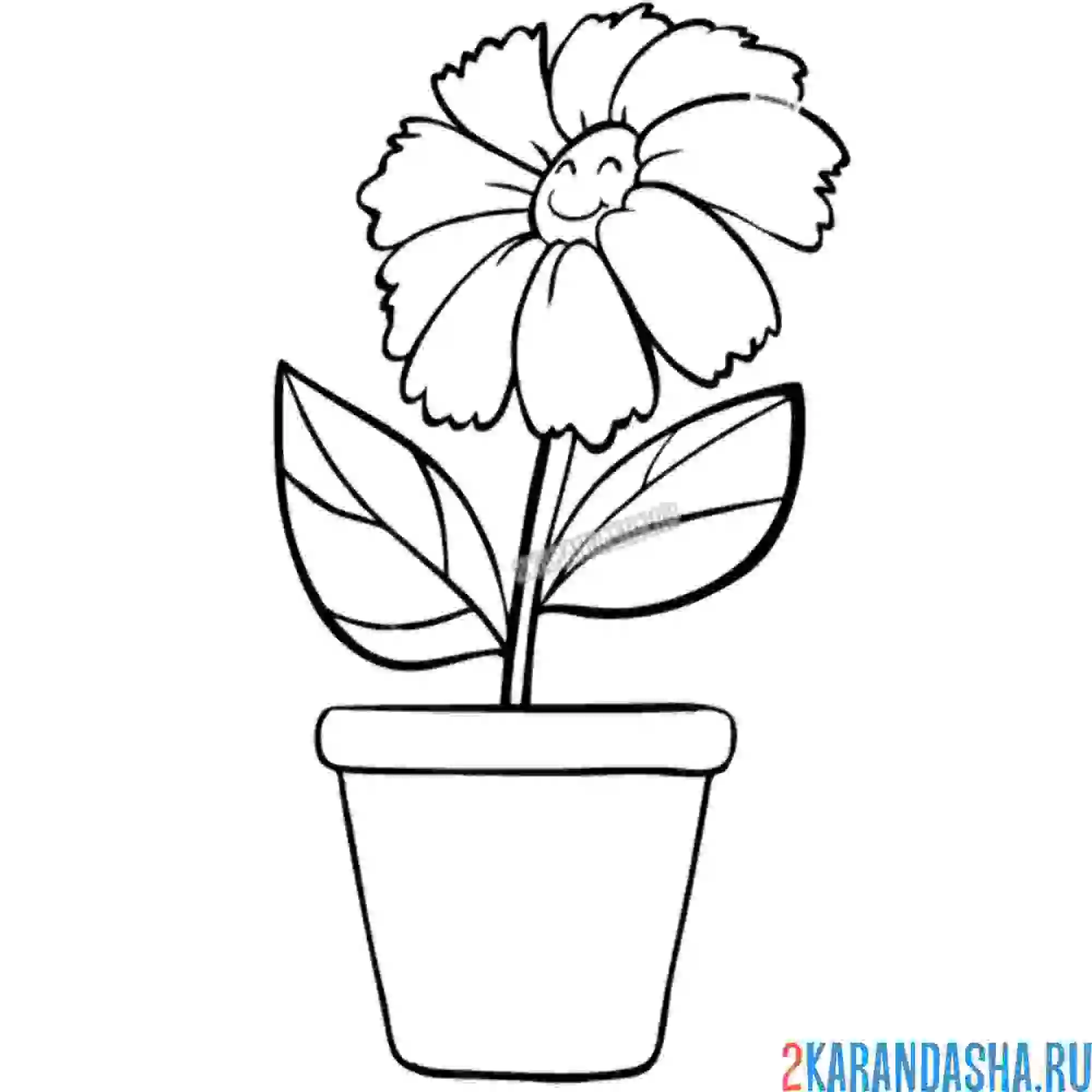 Раскраска цветок василек с глазками в горшке