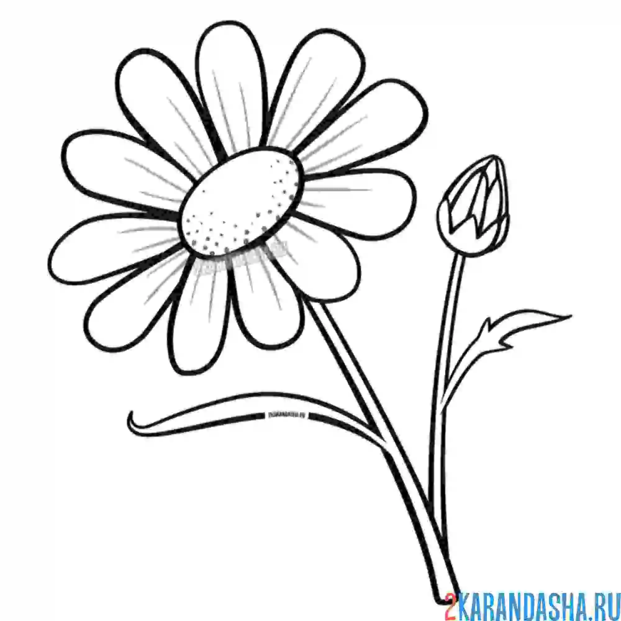 Раскраска дикий цветок ромашка