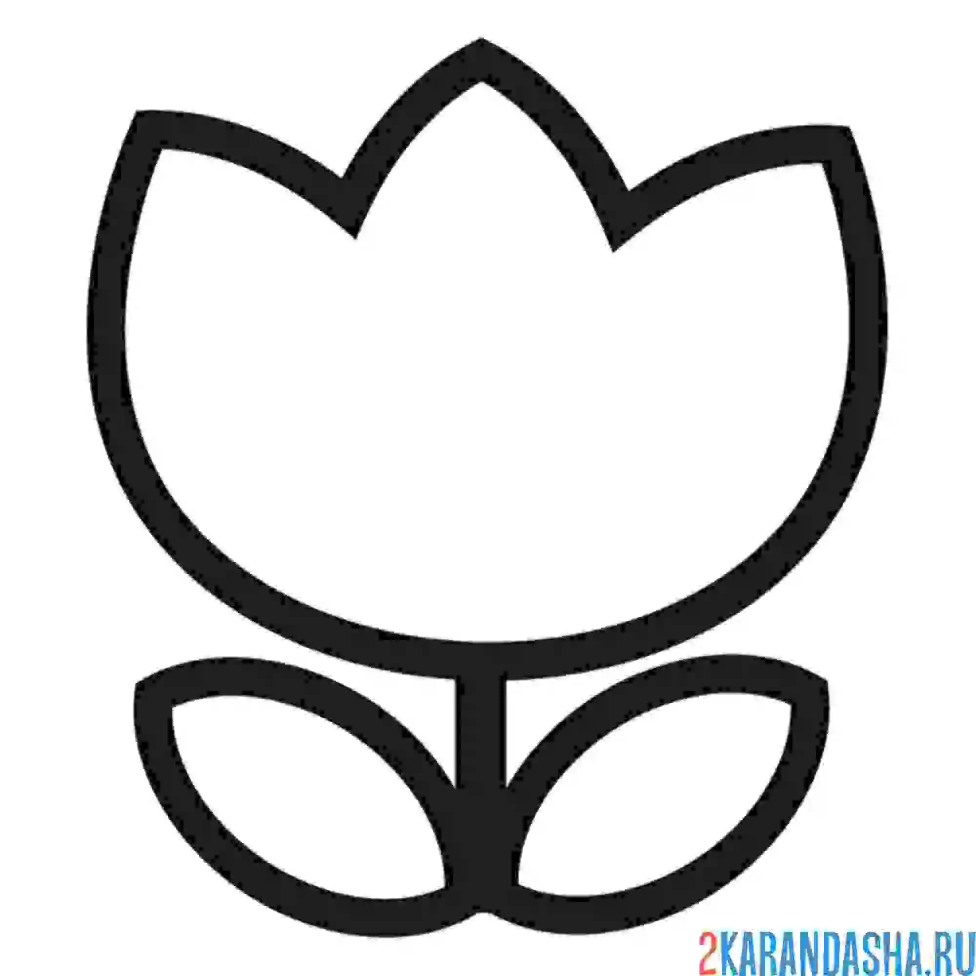 Раскраска цветок тюльпан