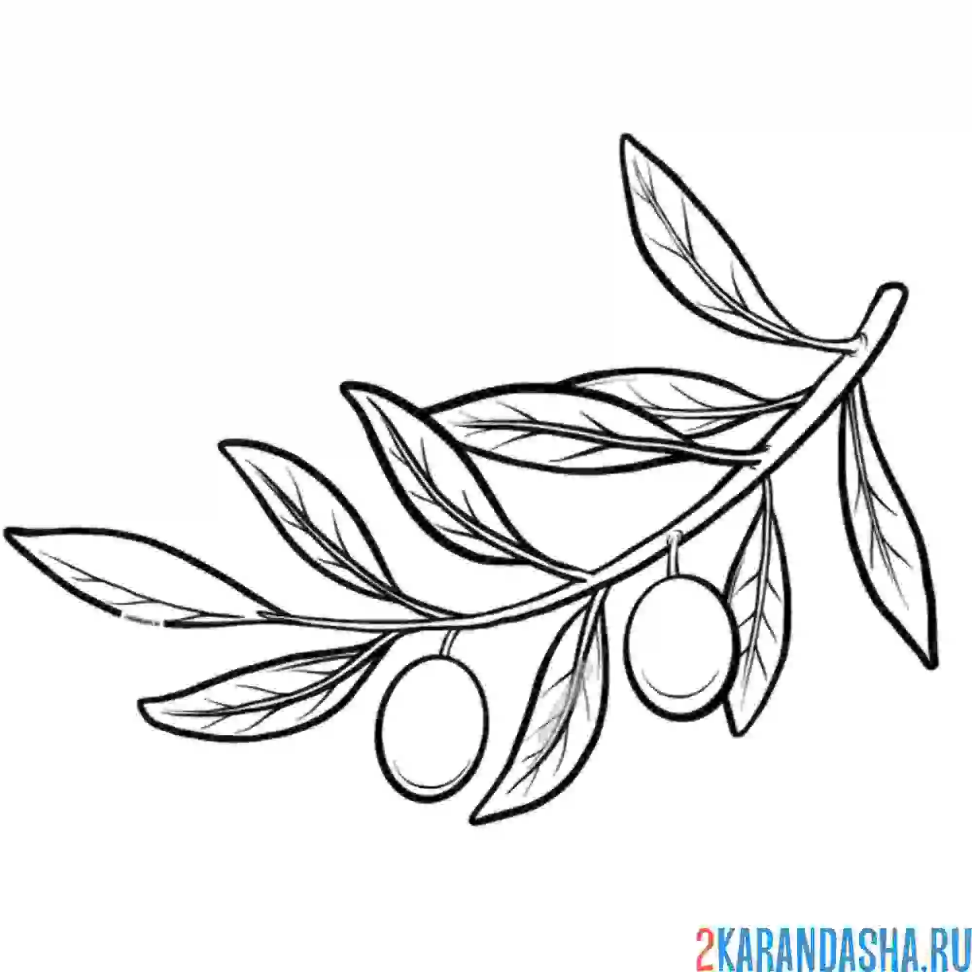 Раскраска веточка оливы