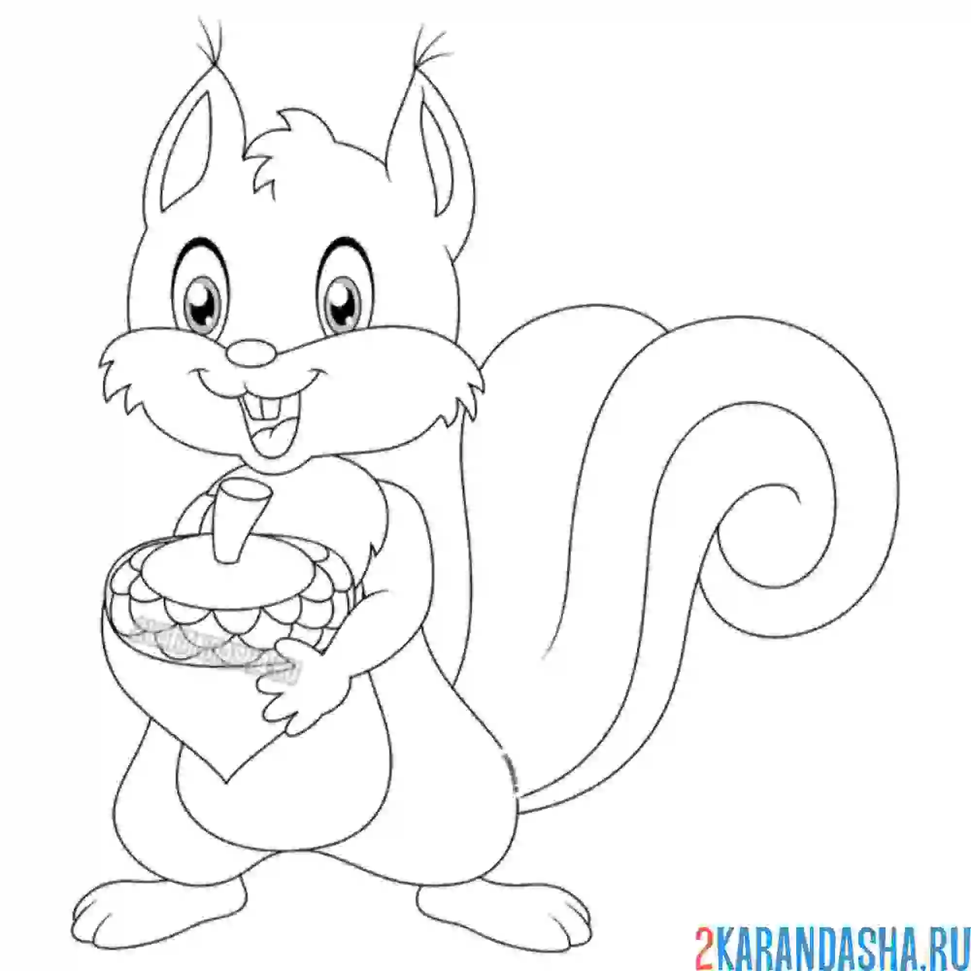 Раскраска пушистик белка с орехом