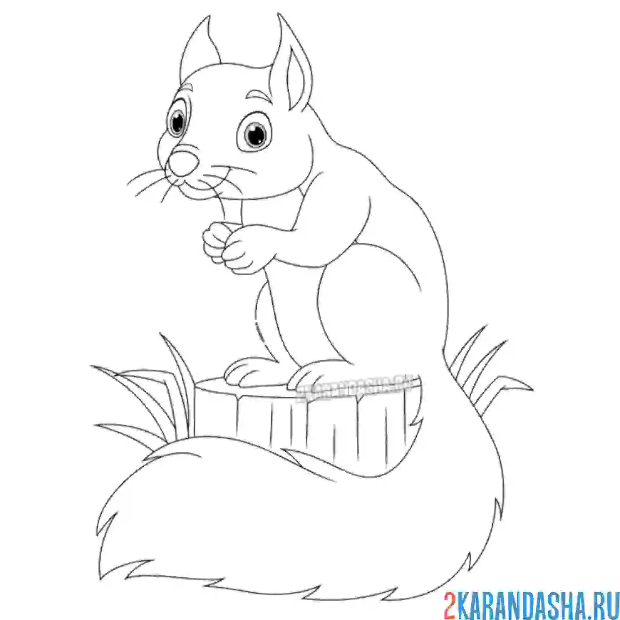 Раскраска белочка на пеньке в лесу