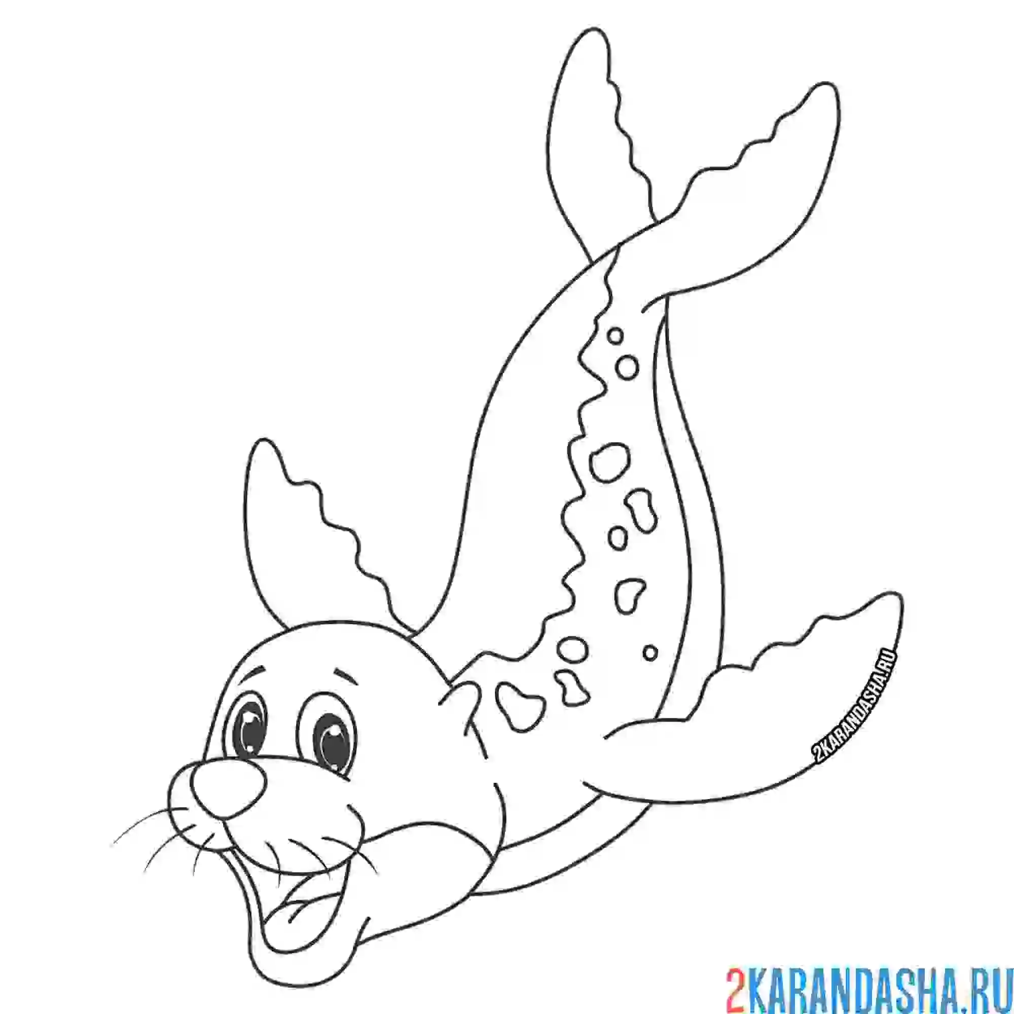 Раскраска морской котик