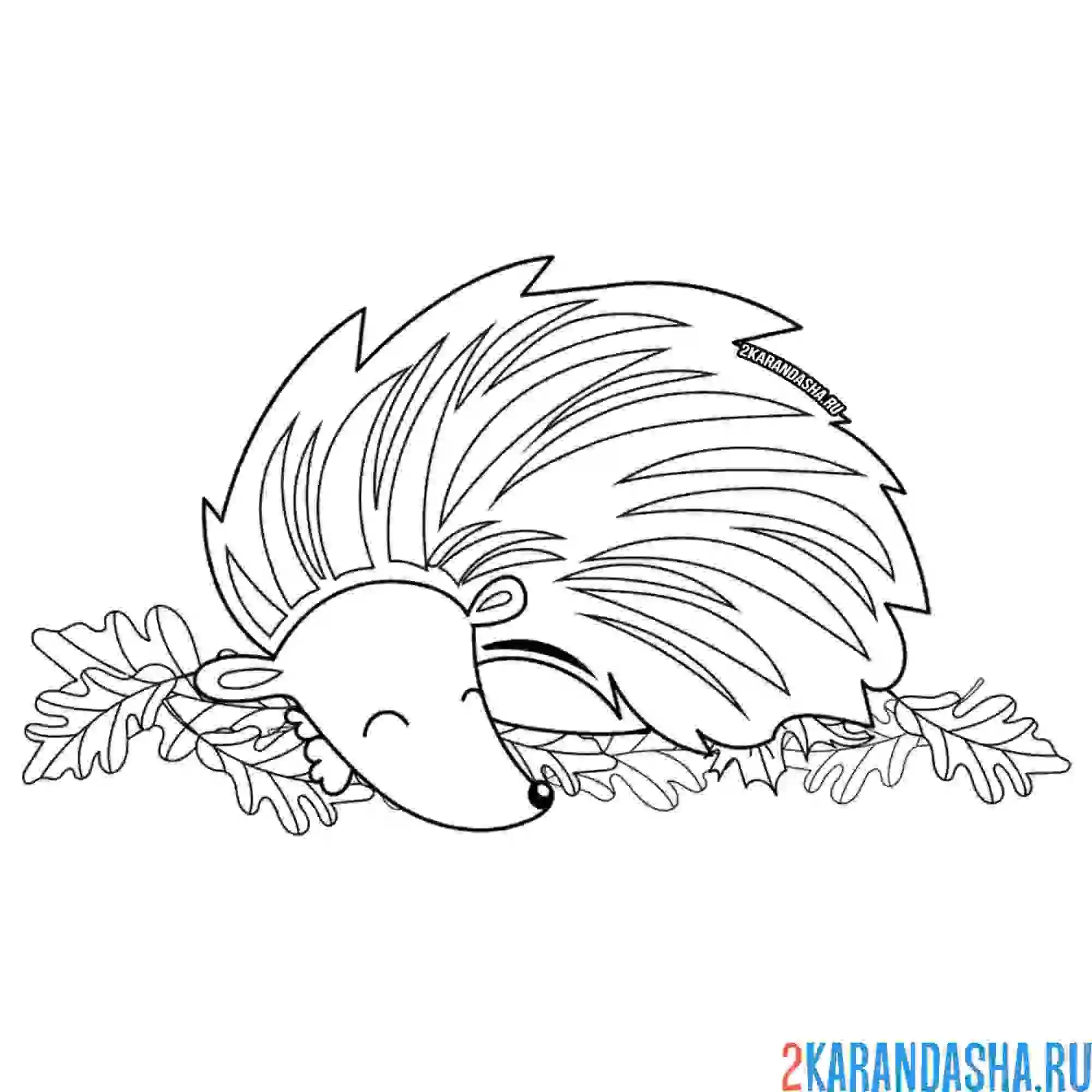 Раскраска ежик спит на листочках