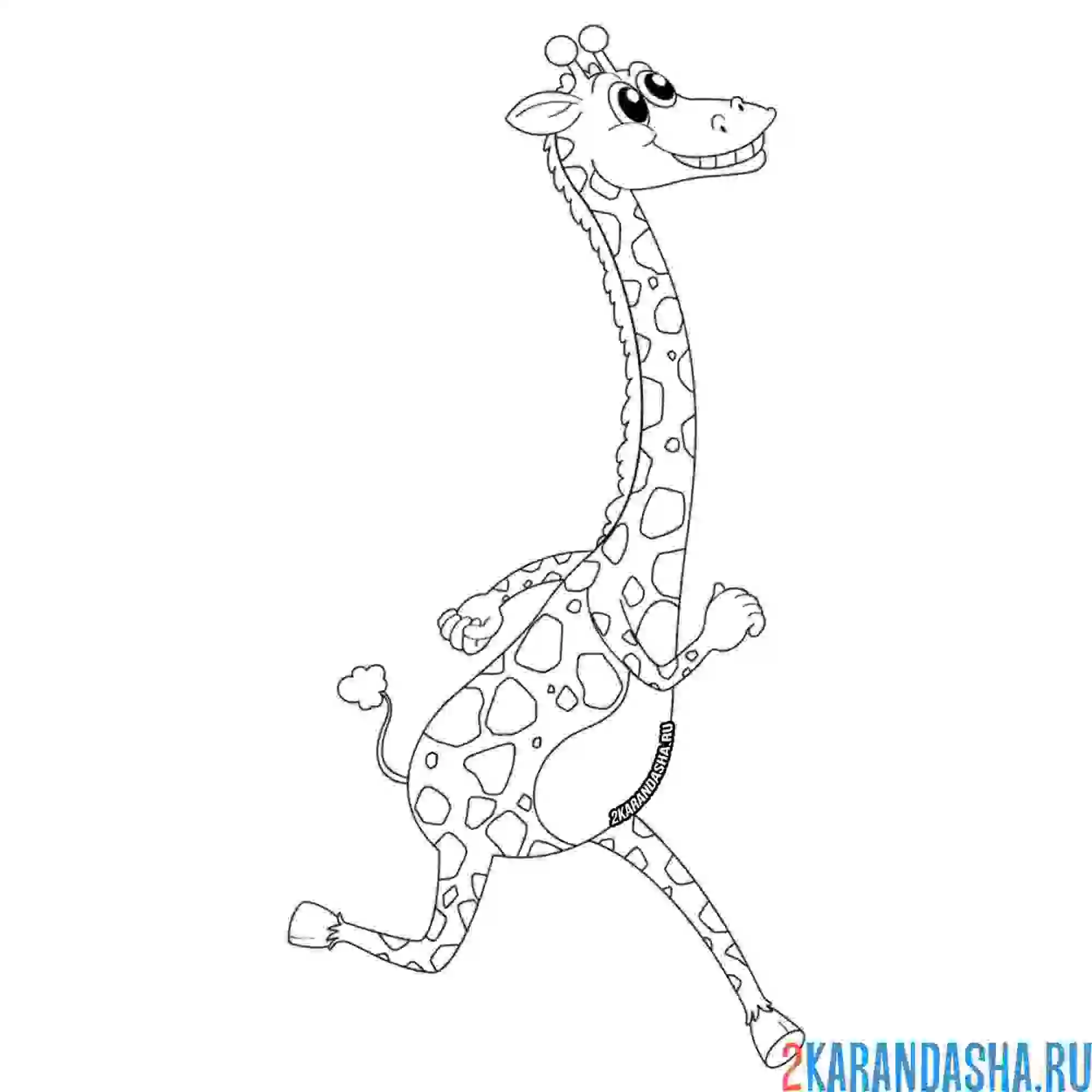 Раскраска жираф бежит