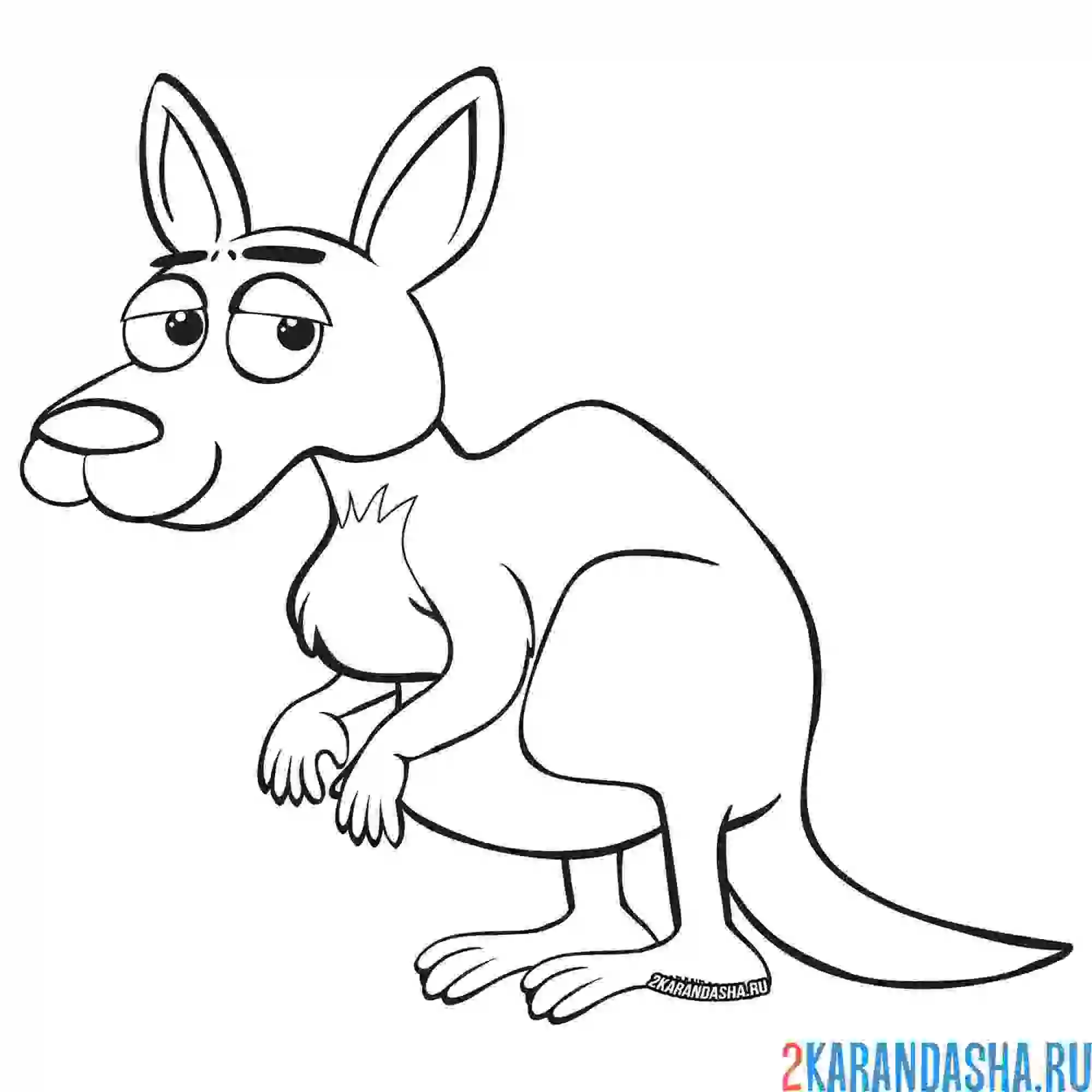 Раскраска кенгуру следит за обстановкой
