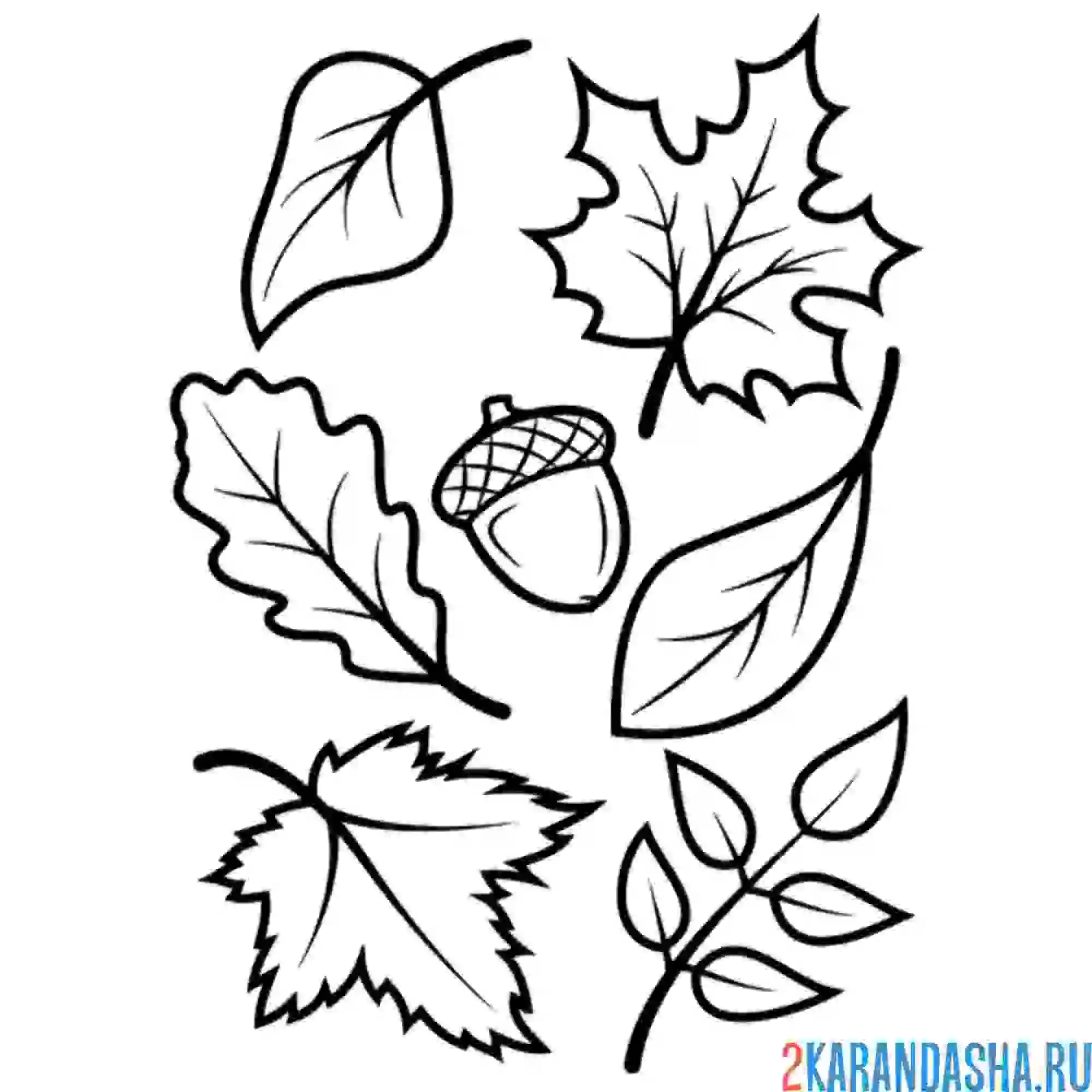 Раскраска осенние листья