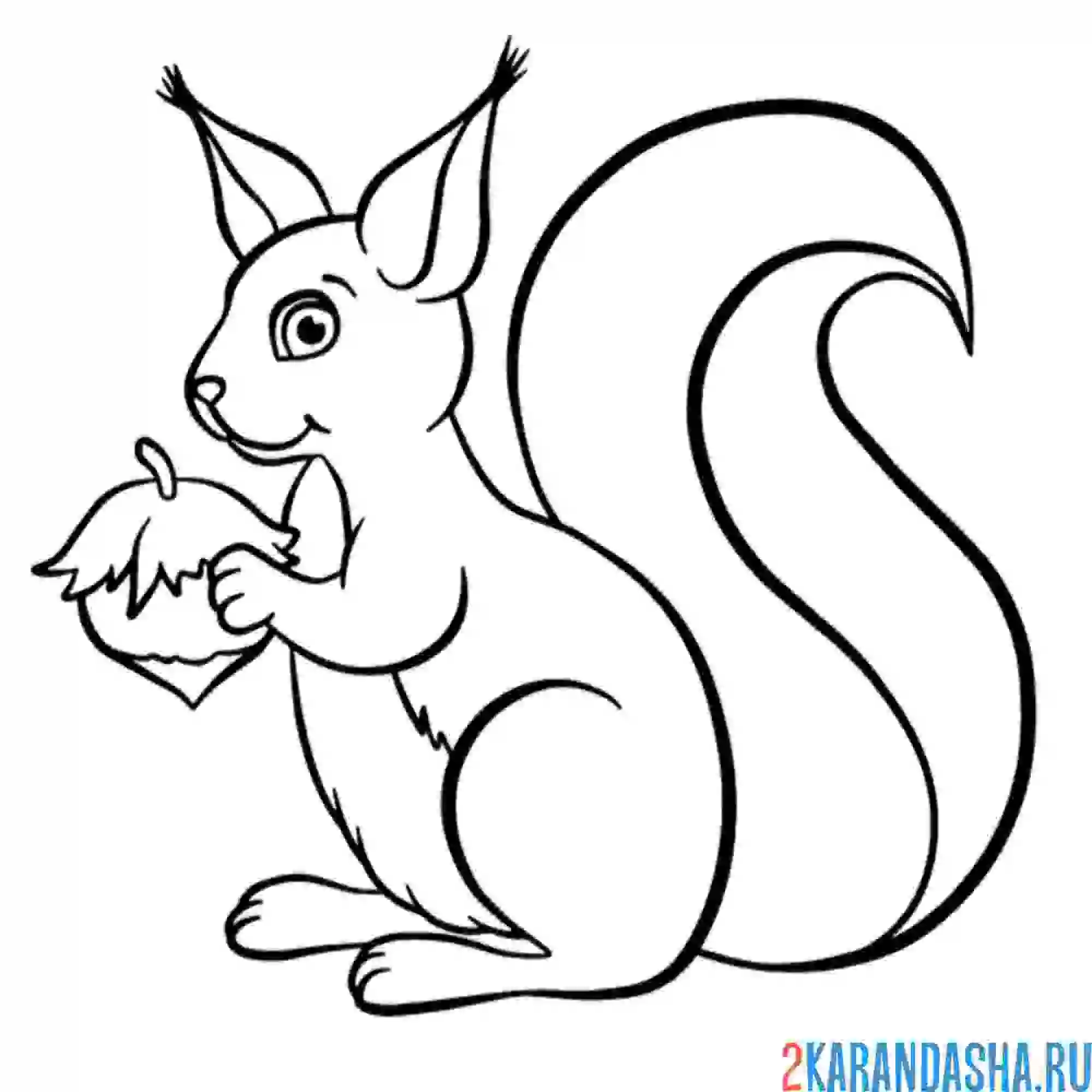 Раскраска белка с пушистым хвостом