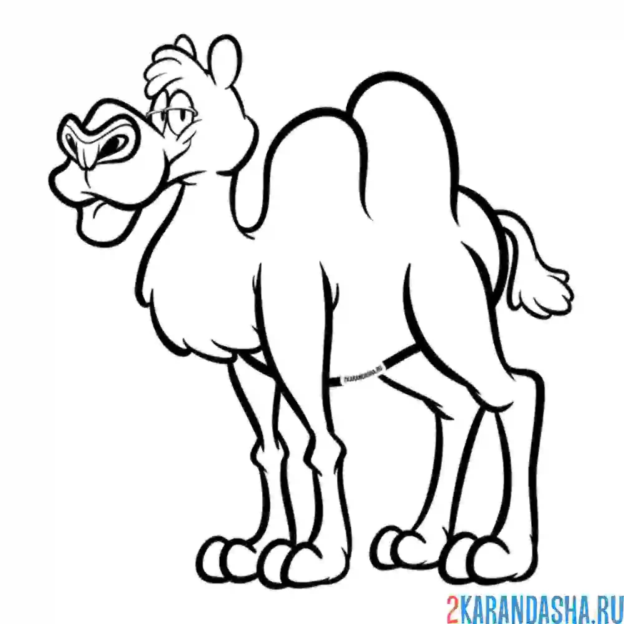 Раскраска деловой верблюд