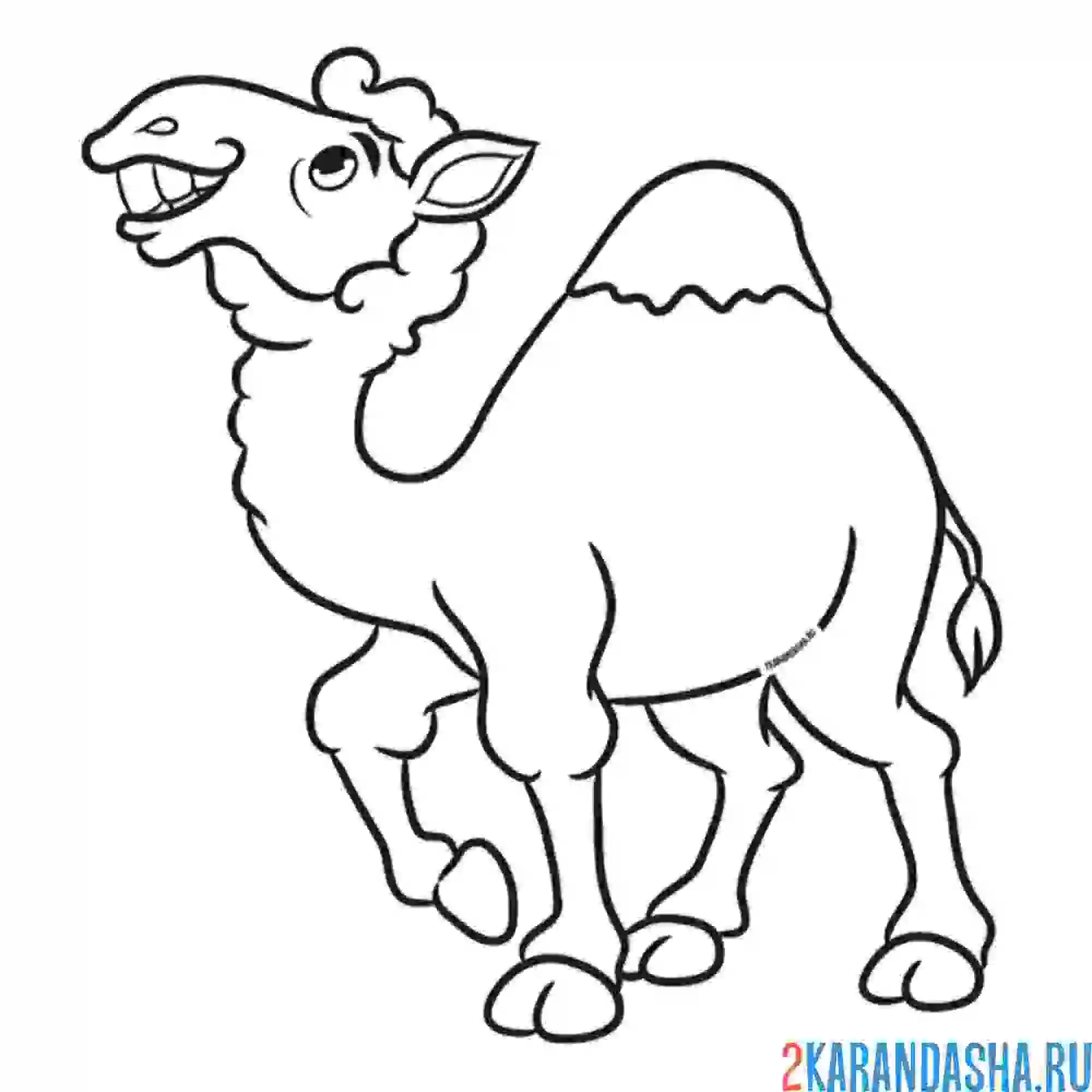 Раскраска верблюд в пустыне