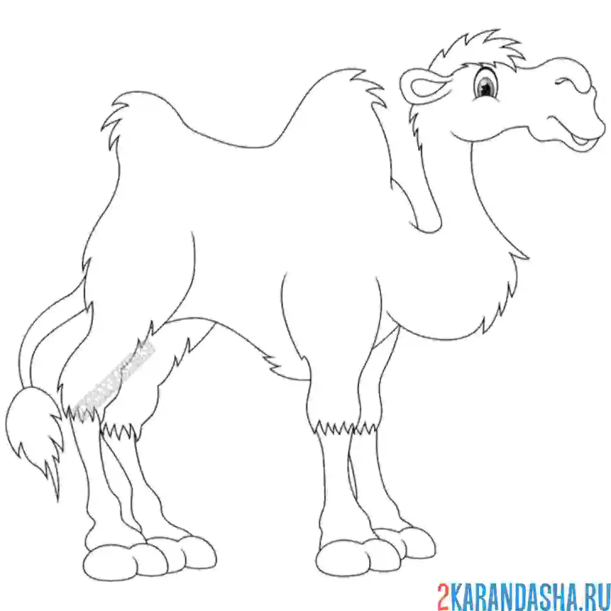 Раскраска двугорбый верблюд