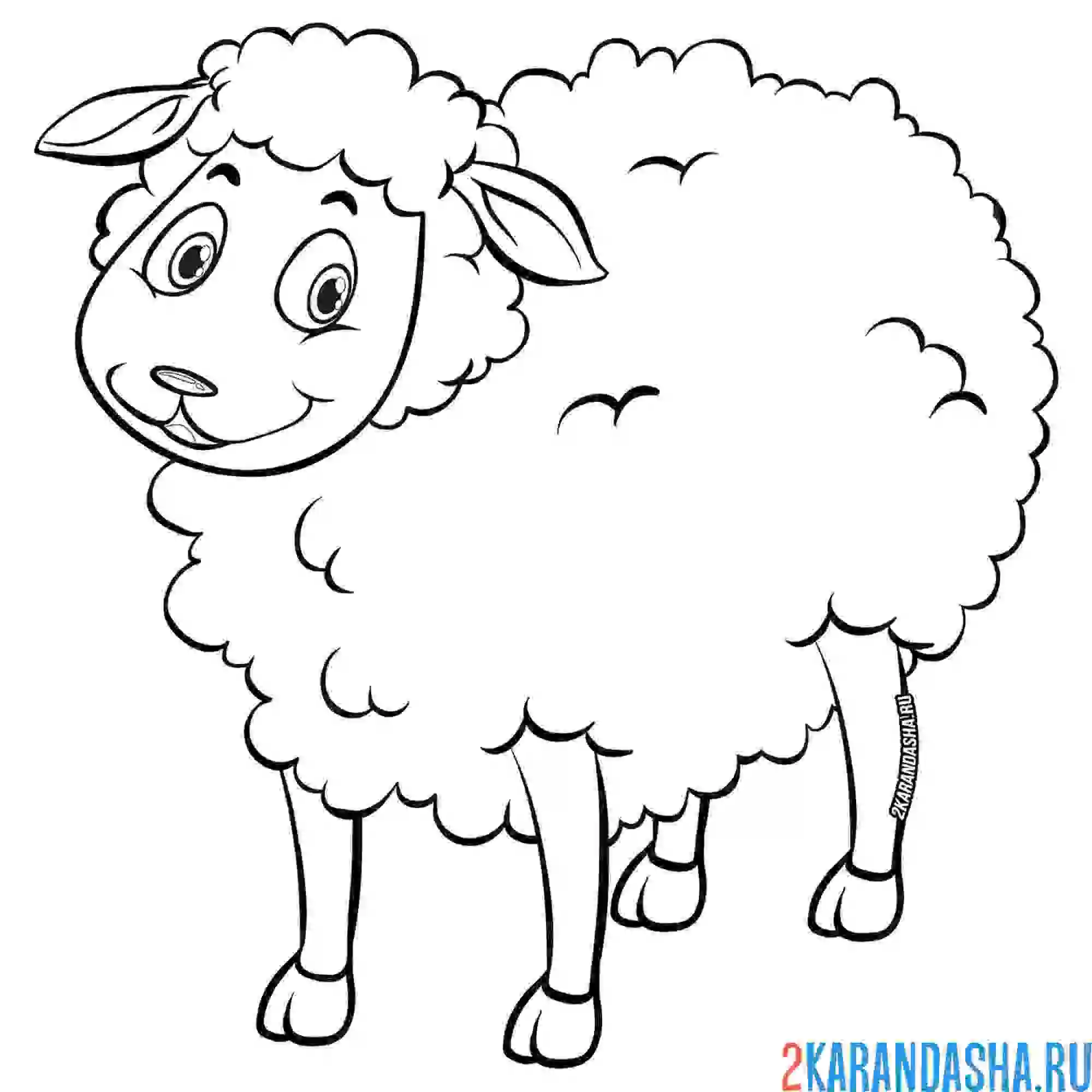 Раскраска маленькая овечка