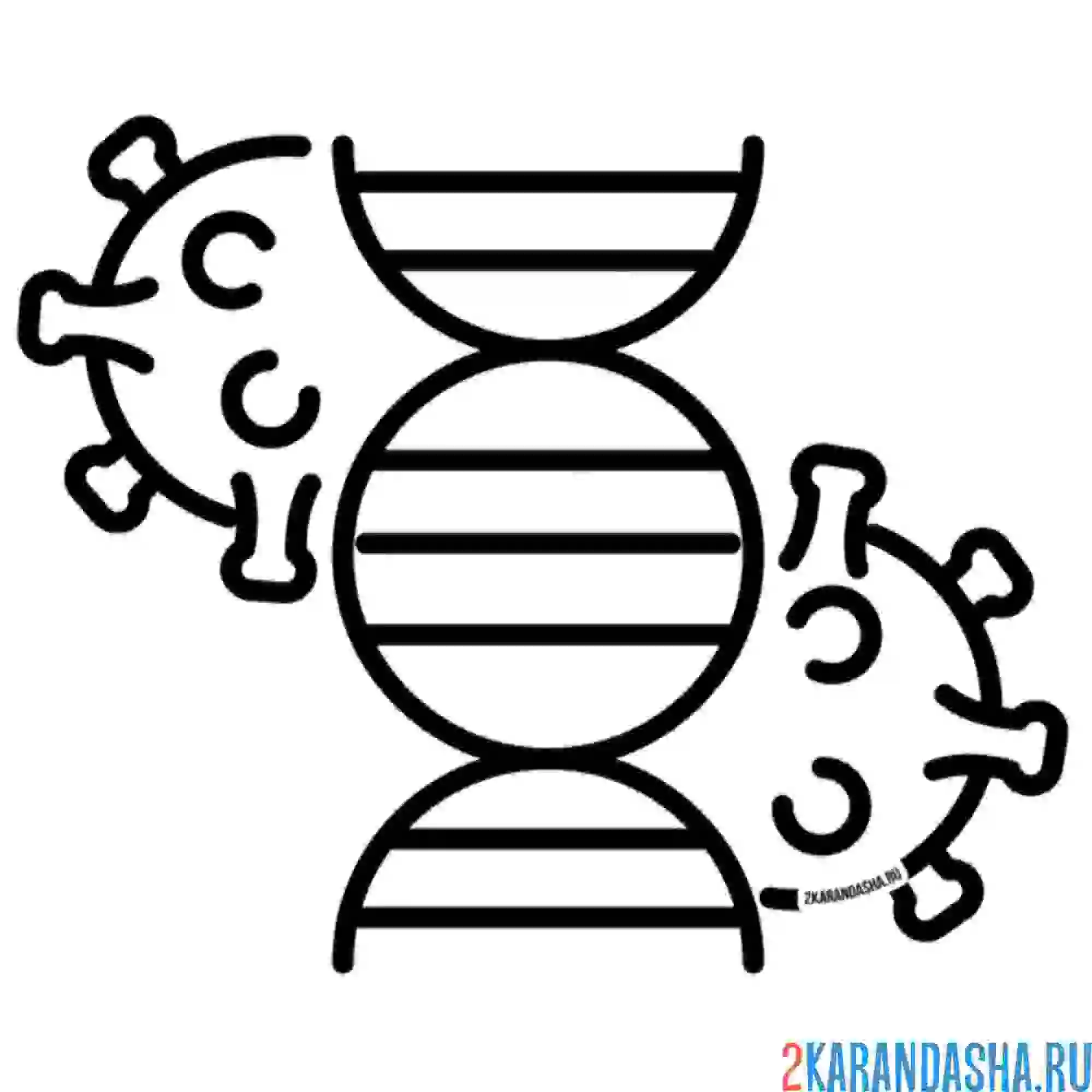 Раскраска геном