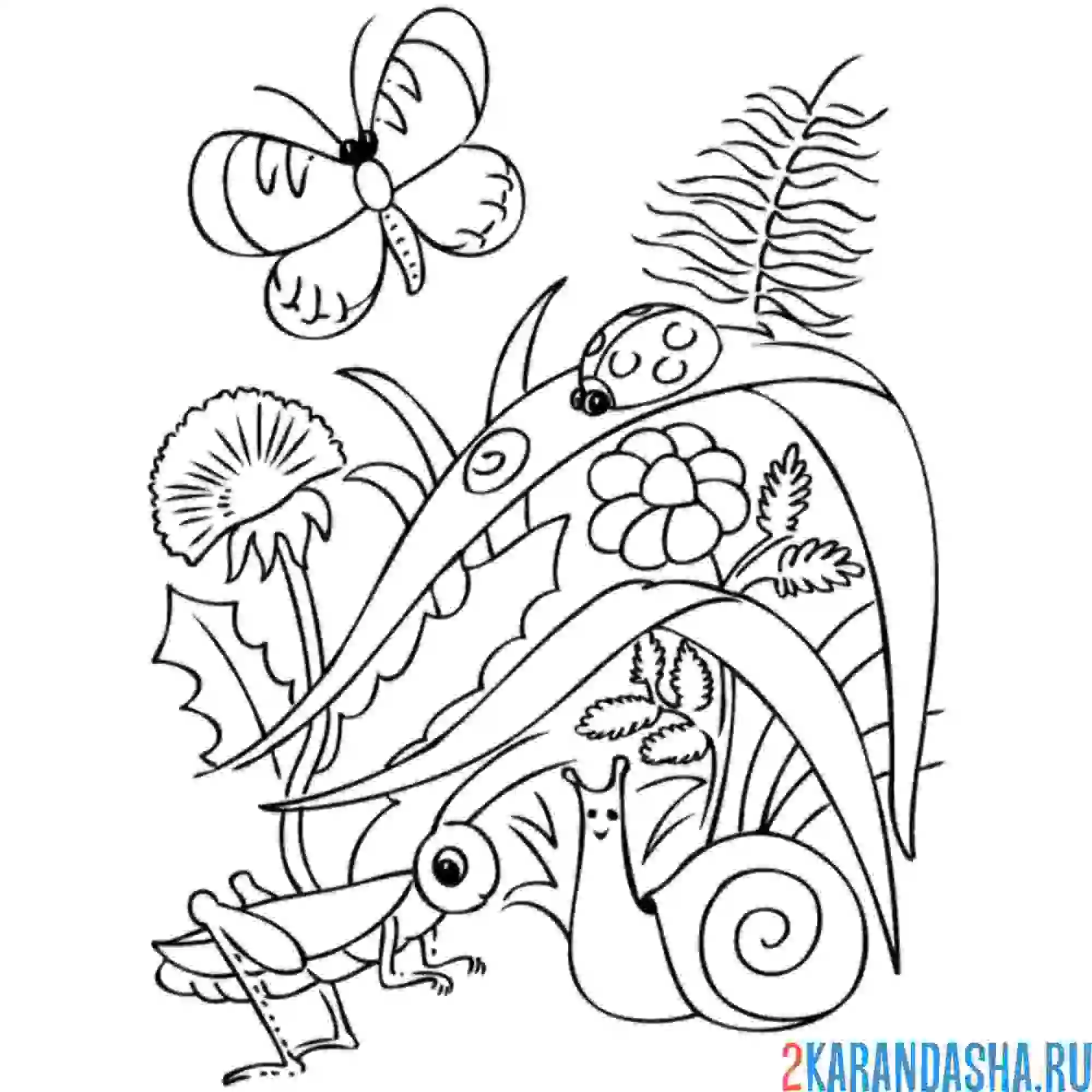 Раскраска живая природа летом