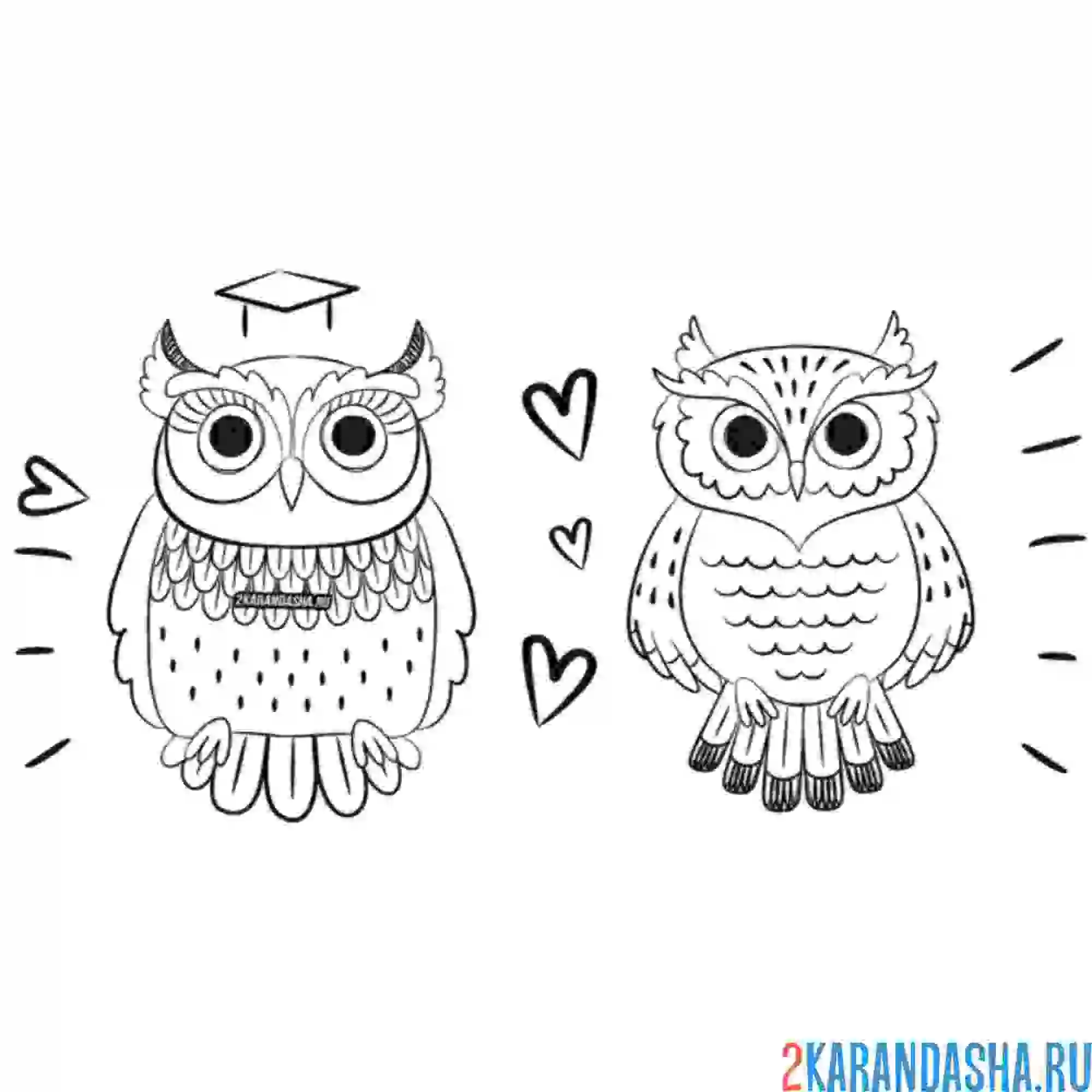 Раскраска филин и сова