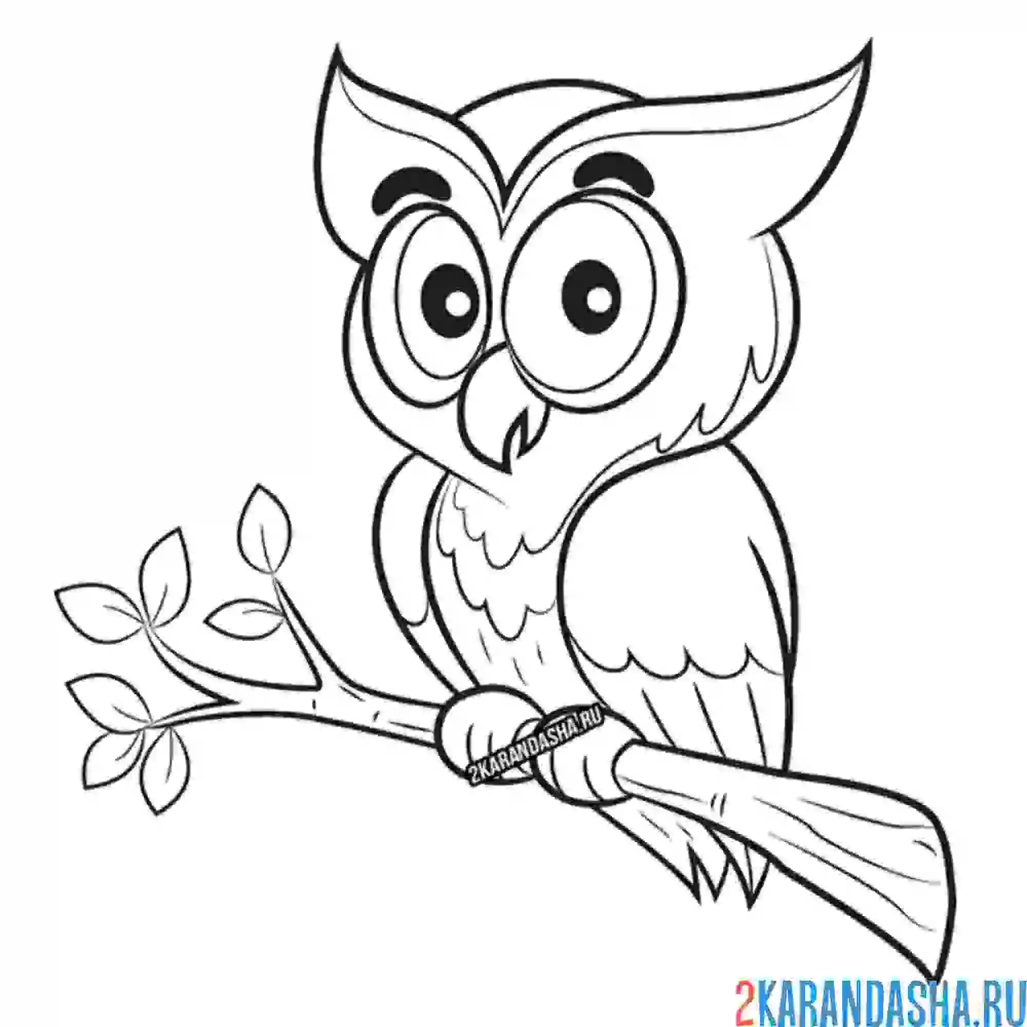 Раскраска сова на ветке