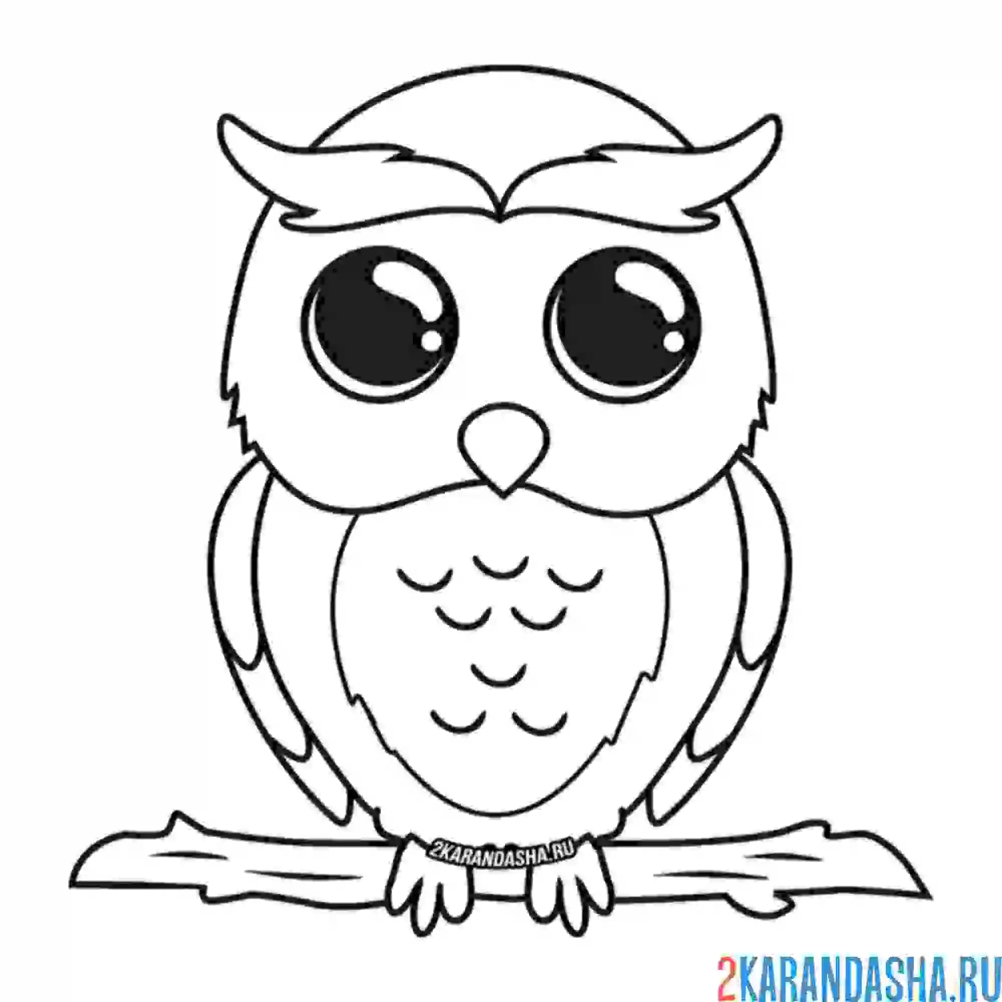 Раскраска молодая сова