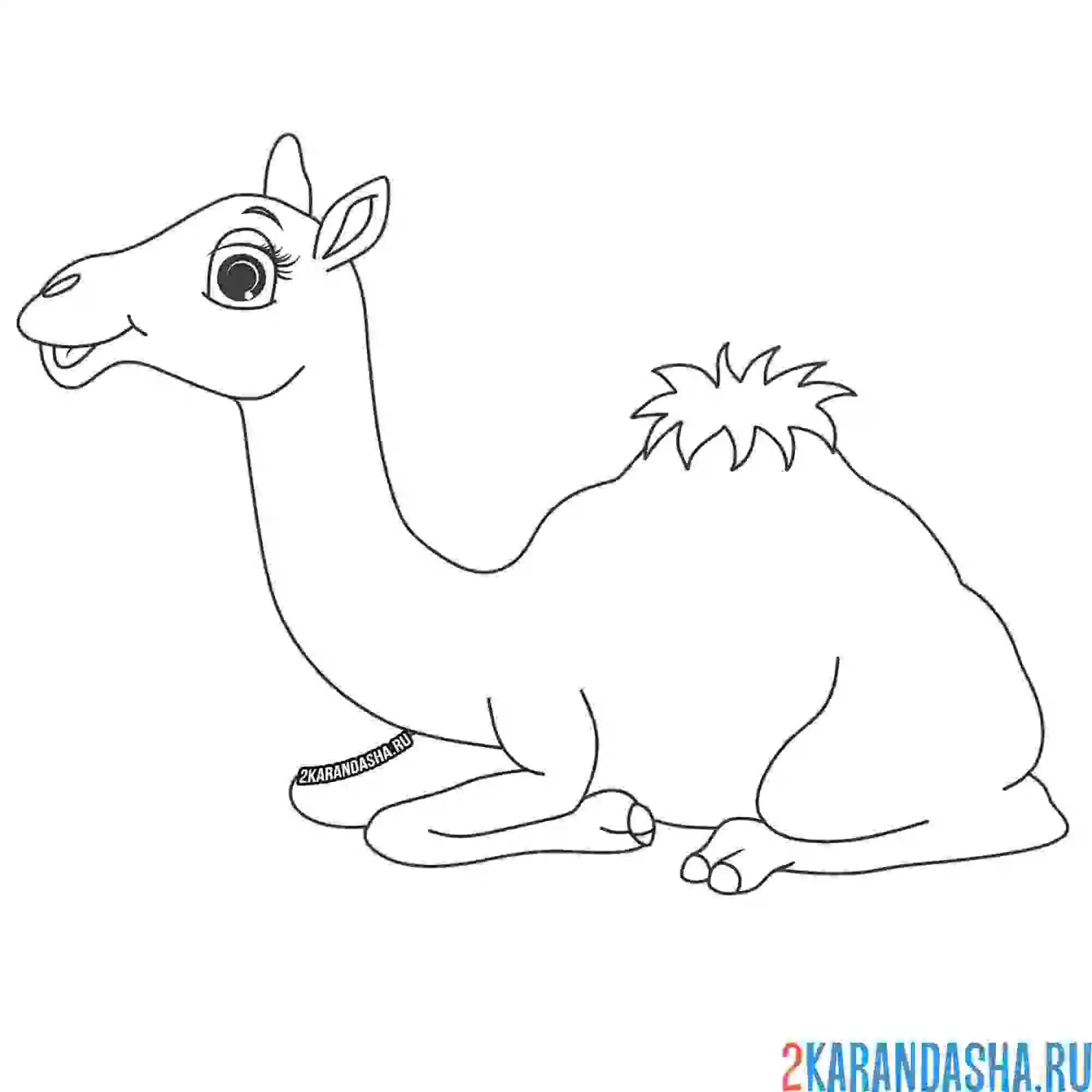 Раскраска верблюд лежит довольный