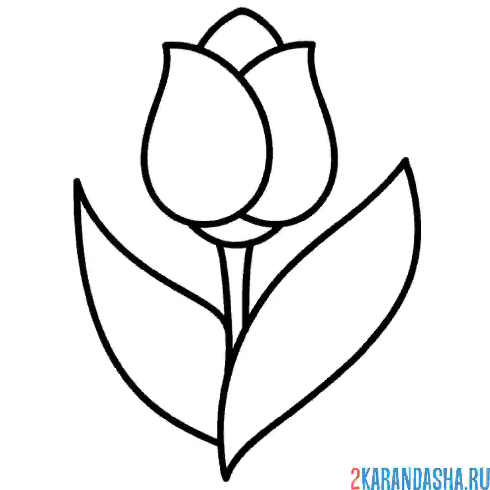 Раскраска красивый тюльпан