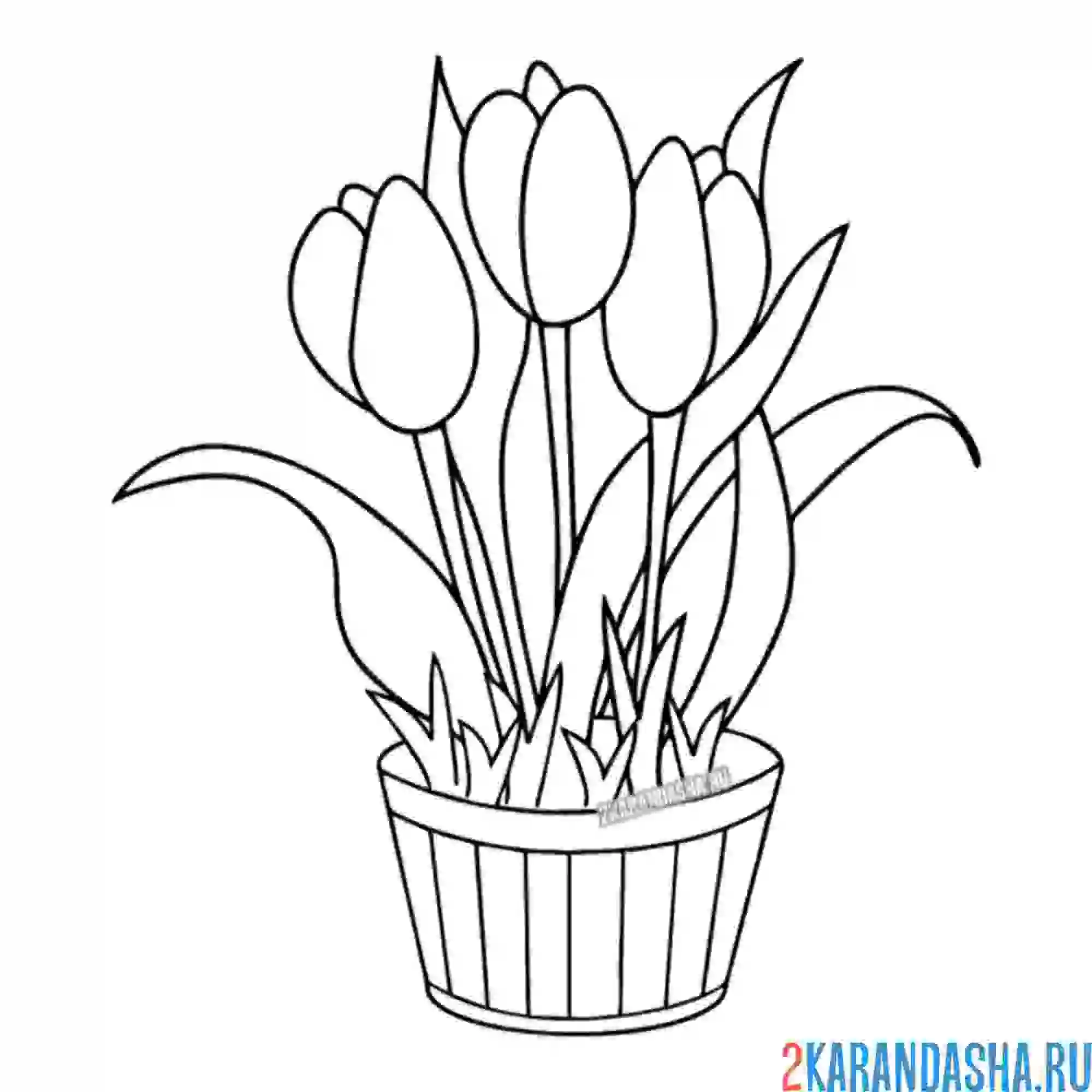 Раскраска тюльпаны в горшке