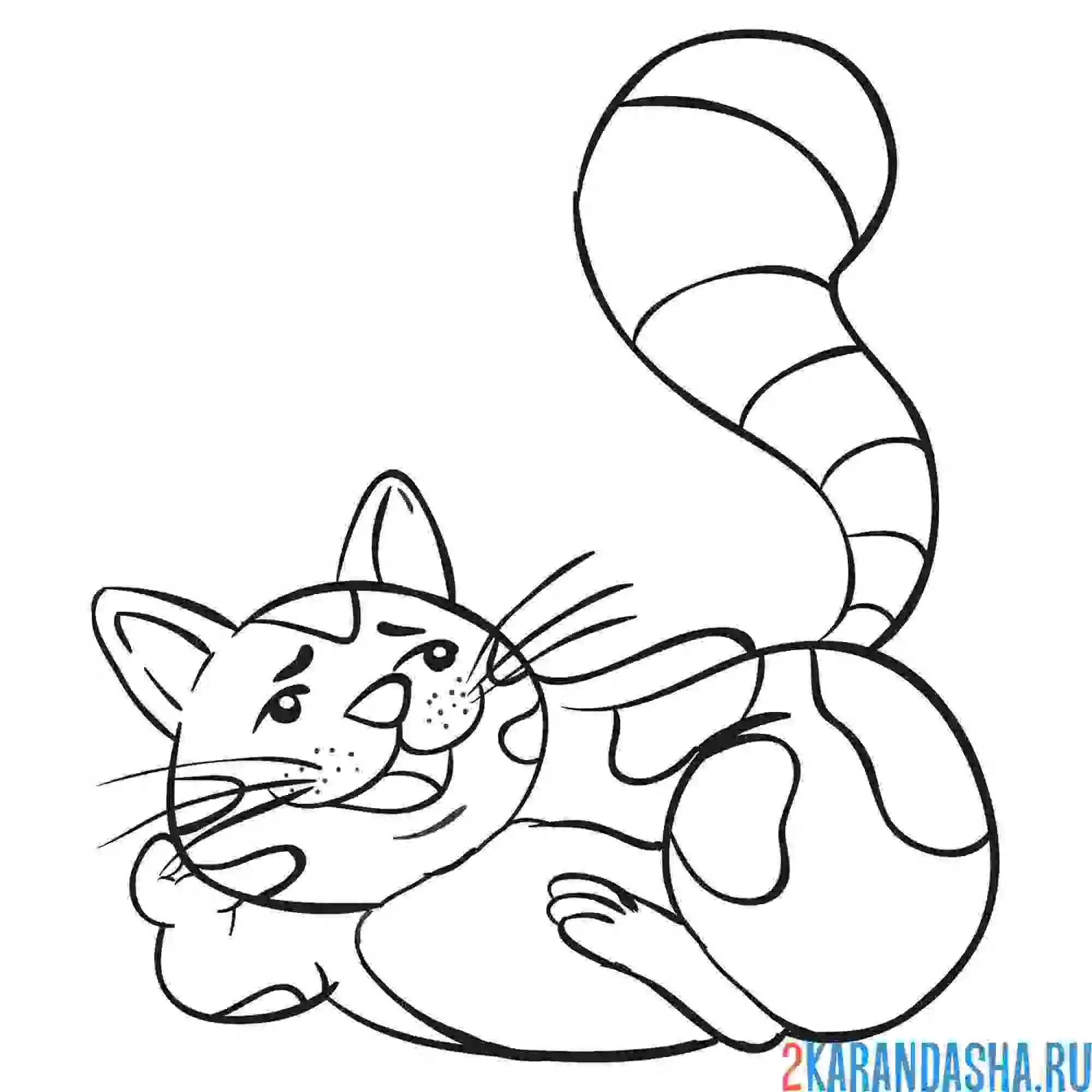Раскраска упитанный котик