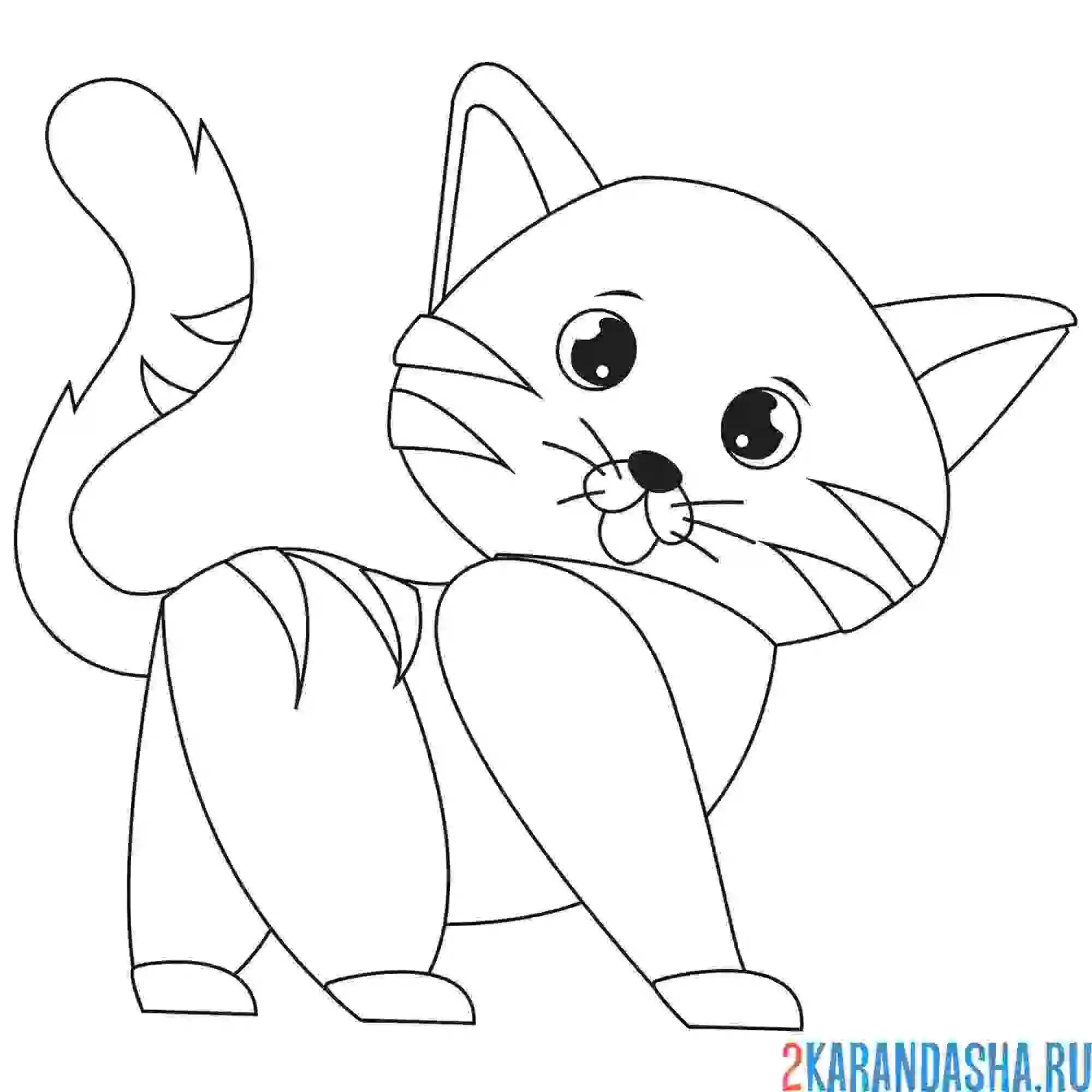 Раскраска короткошерстный кот