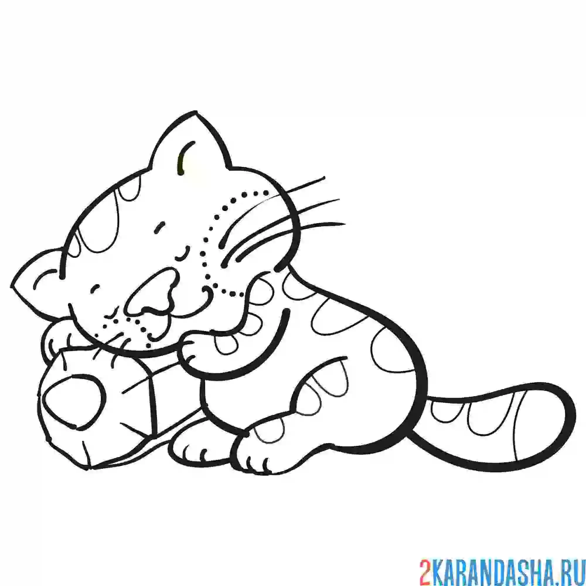 Раскраска котенок спит на карандаше