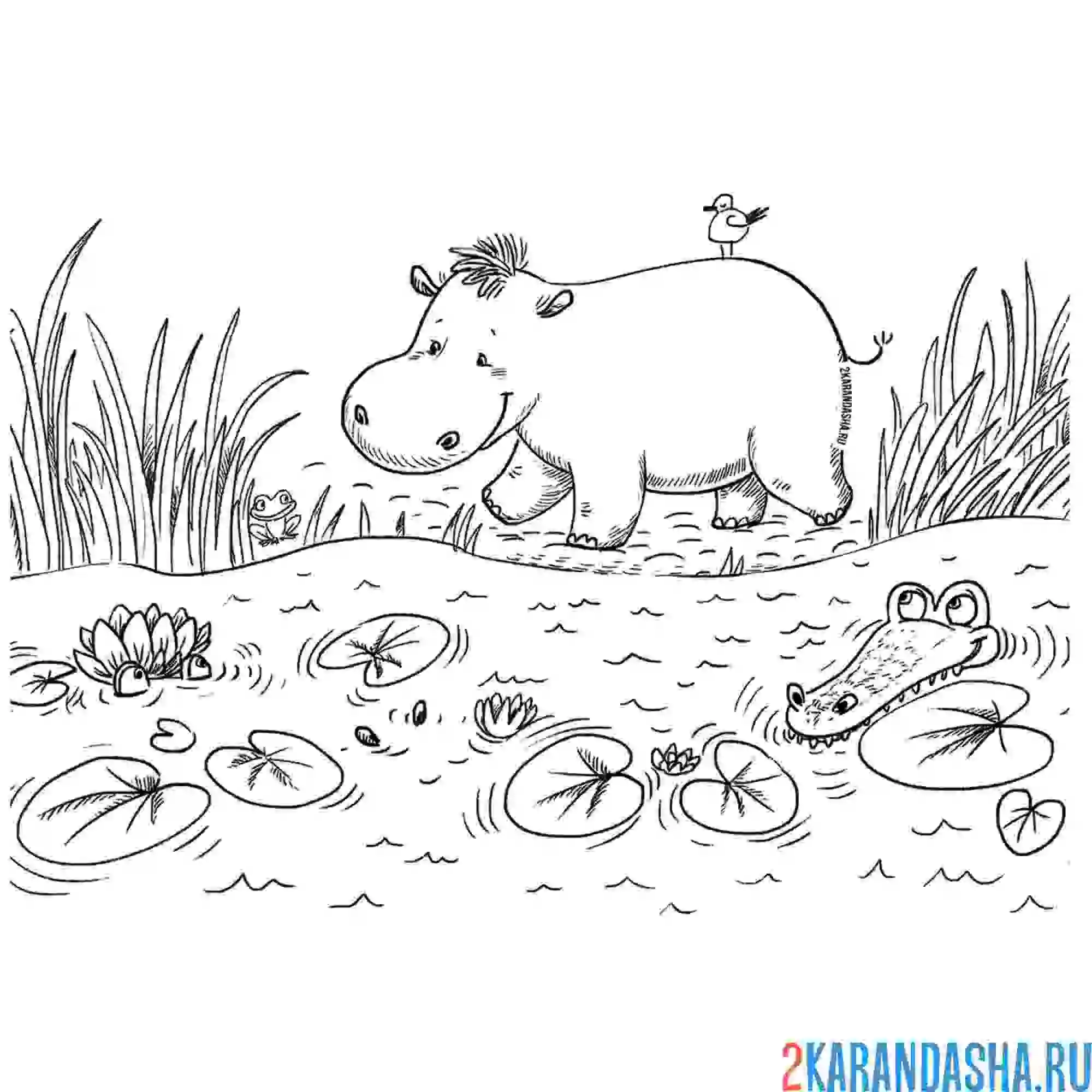 Раскраска бегемот около водоема