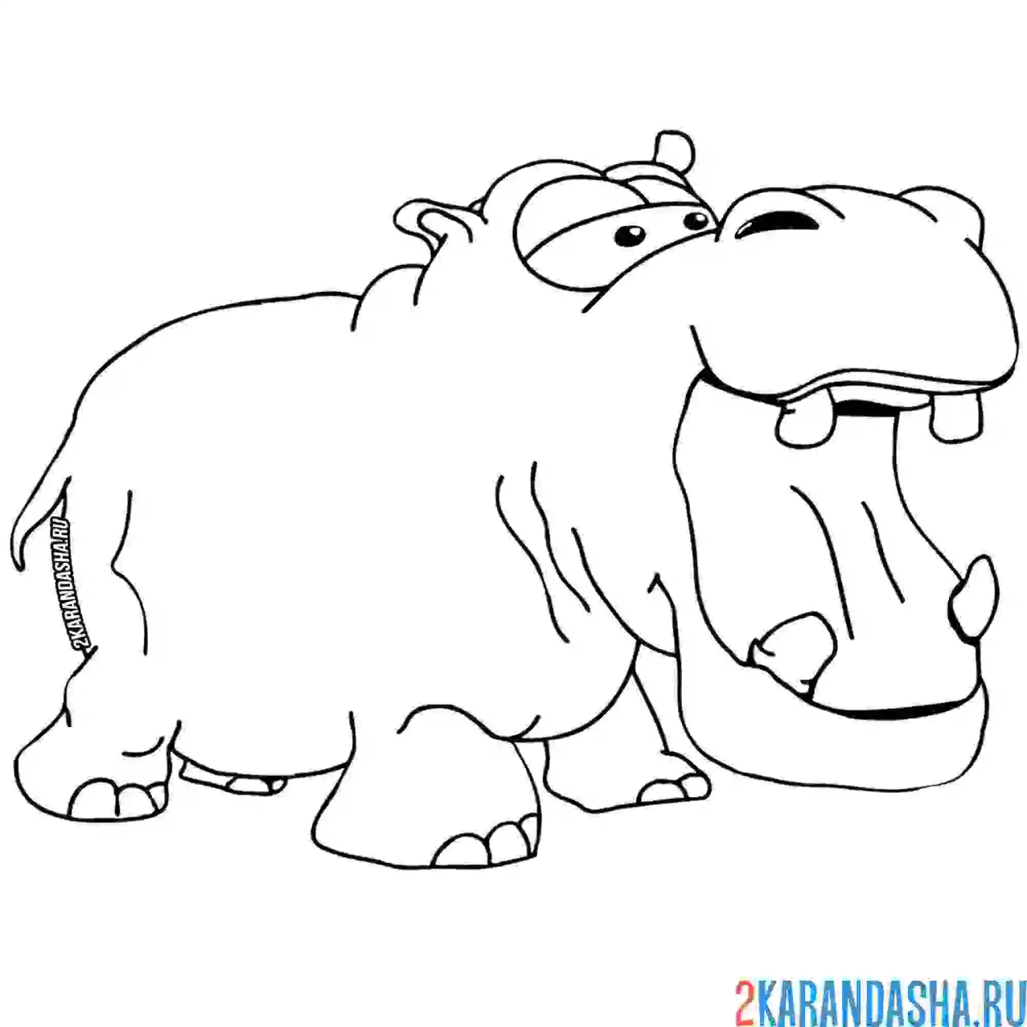 Раскраска бегемот с открытым ртом