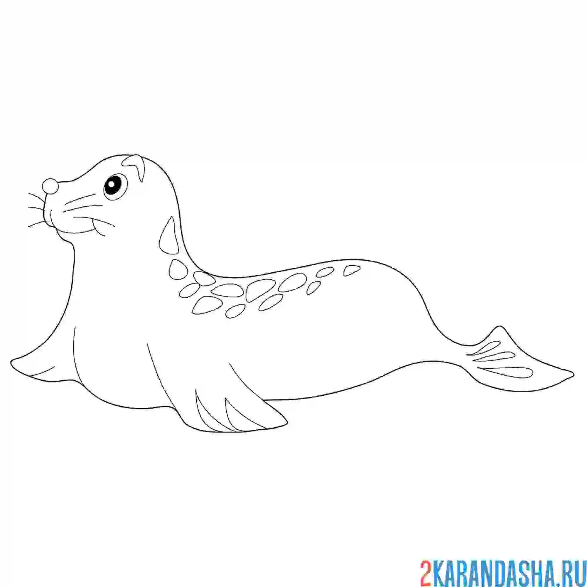 Раскраска морской котик греется