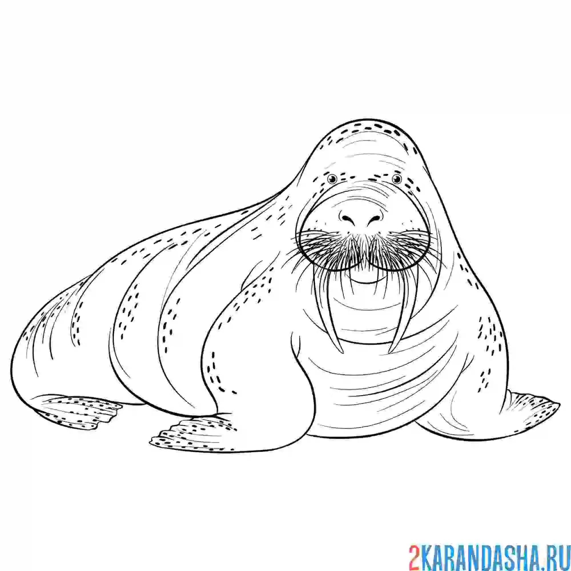 Раскраска деловой морж