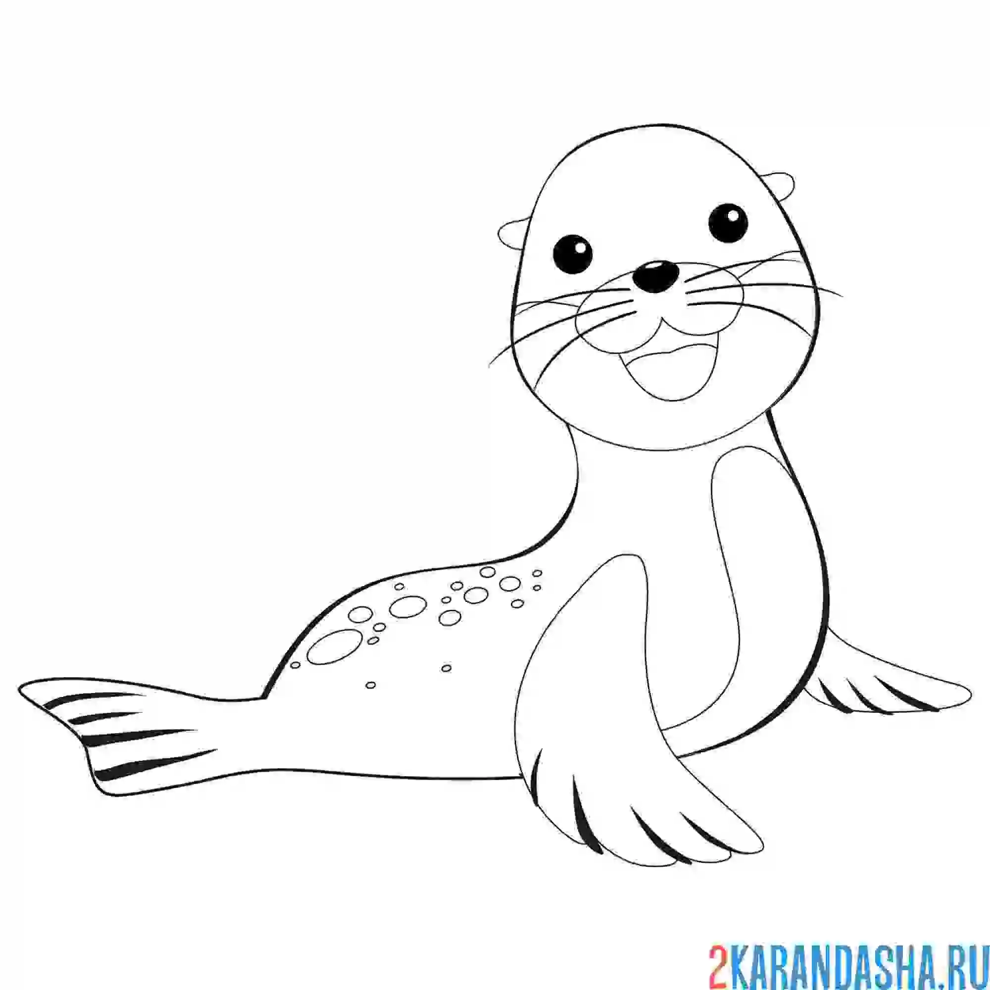Раскраска маленький милый тюлень
