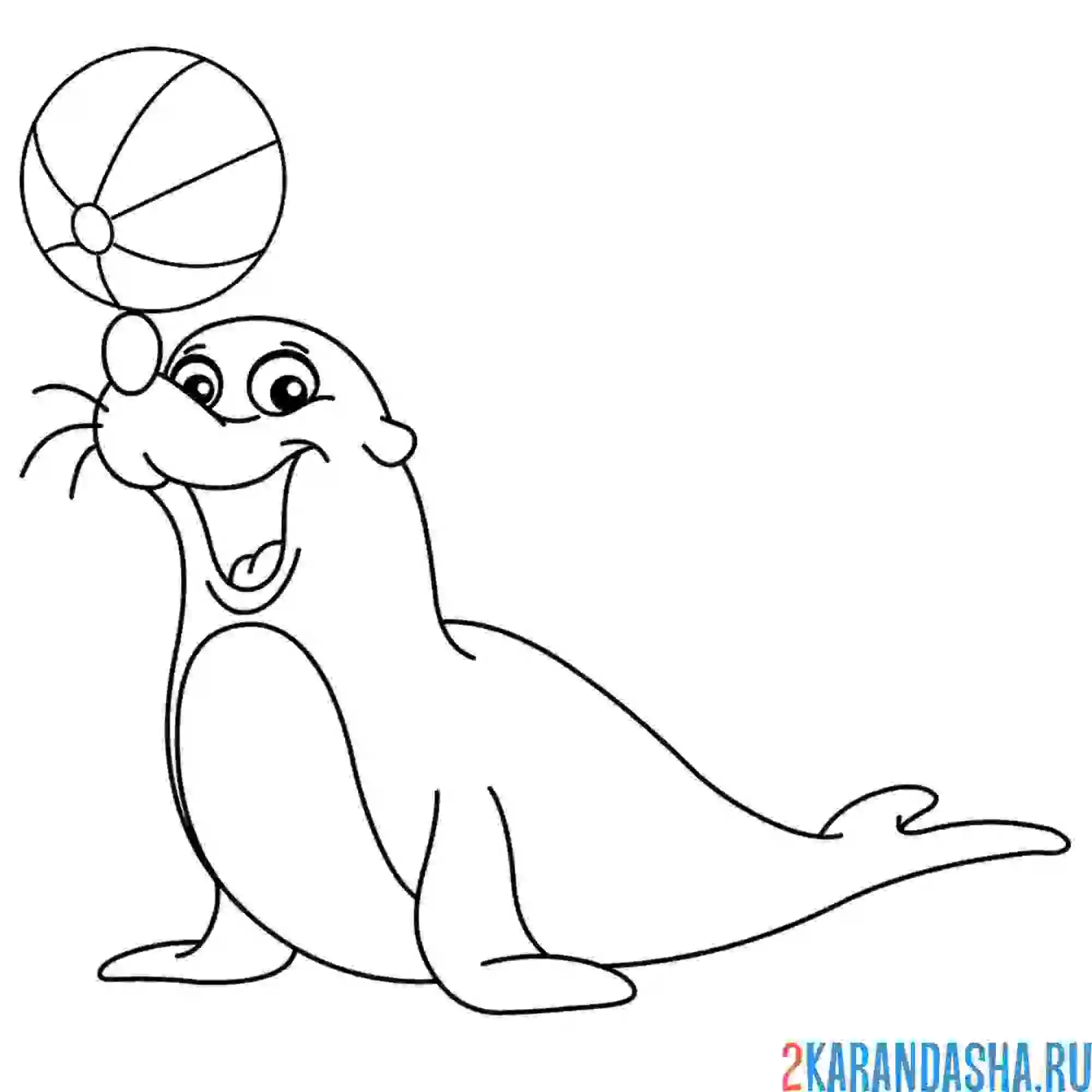 Раскраска тюлень делает трюк