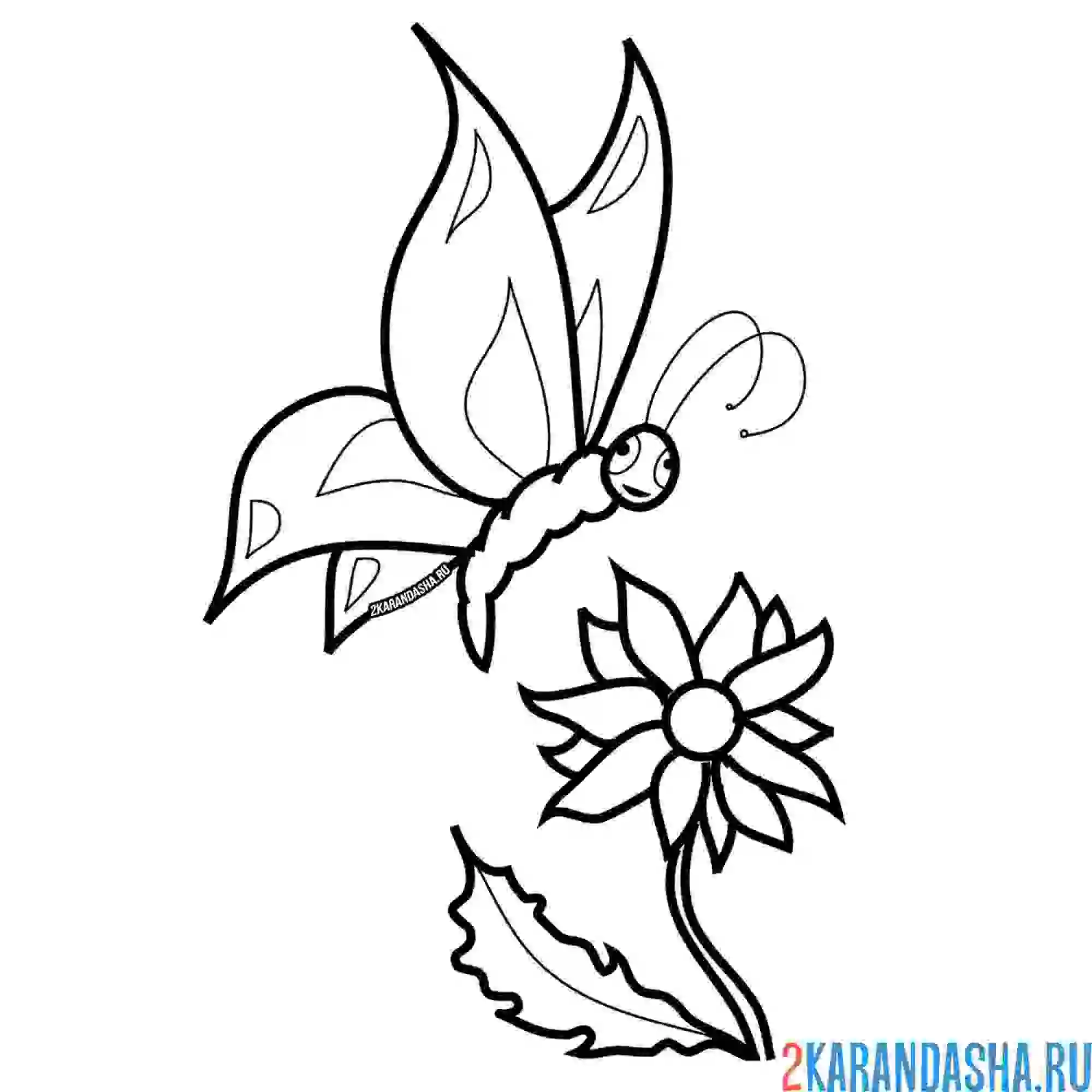 Раскраска бабочка на цветке