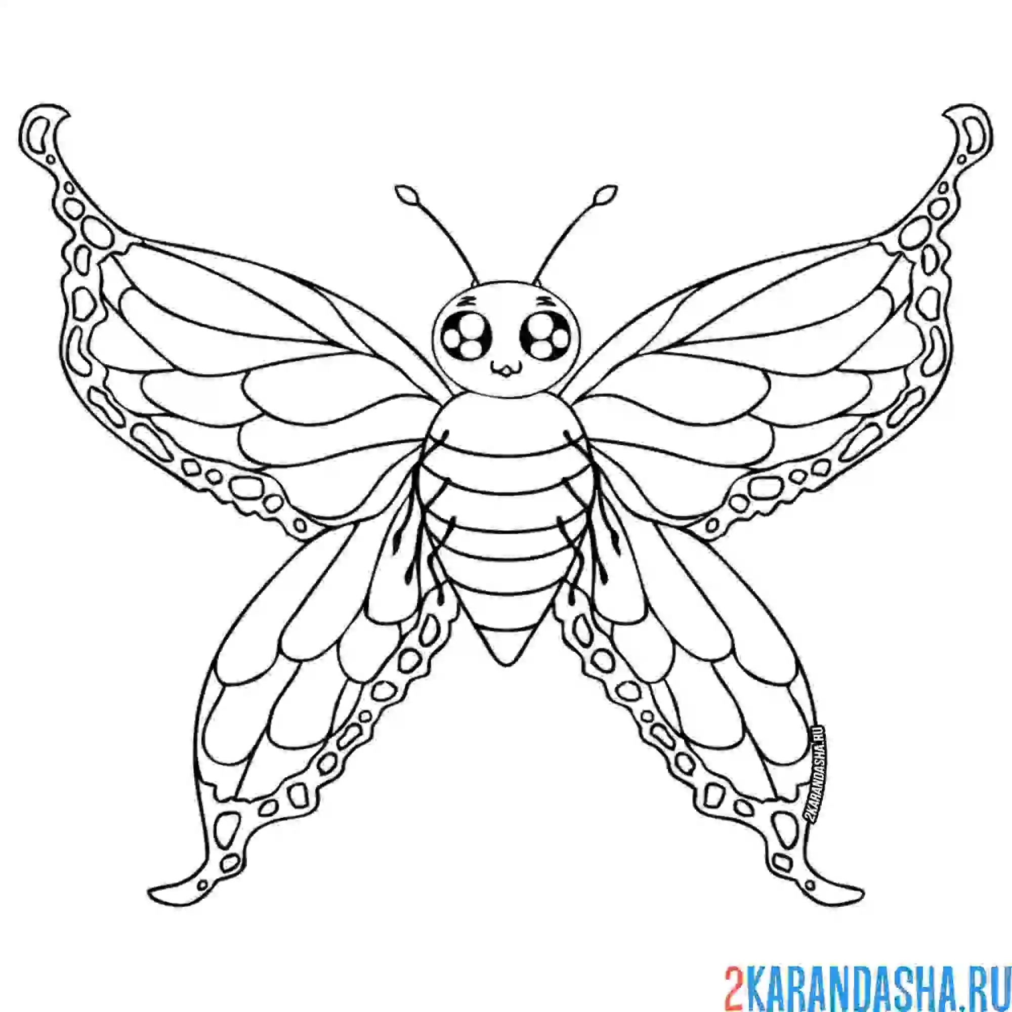 Раскраска бабочка большая