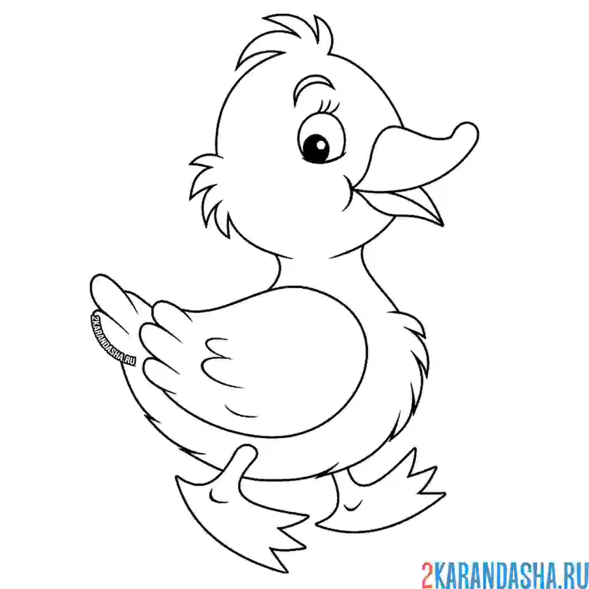 Раскраска утенок шагает