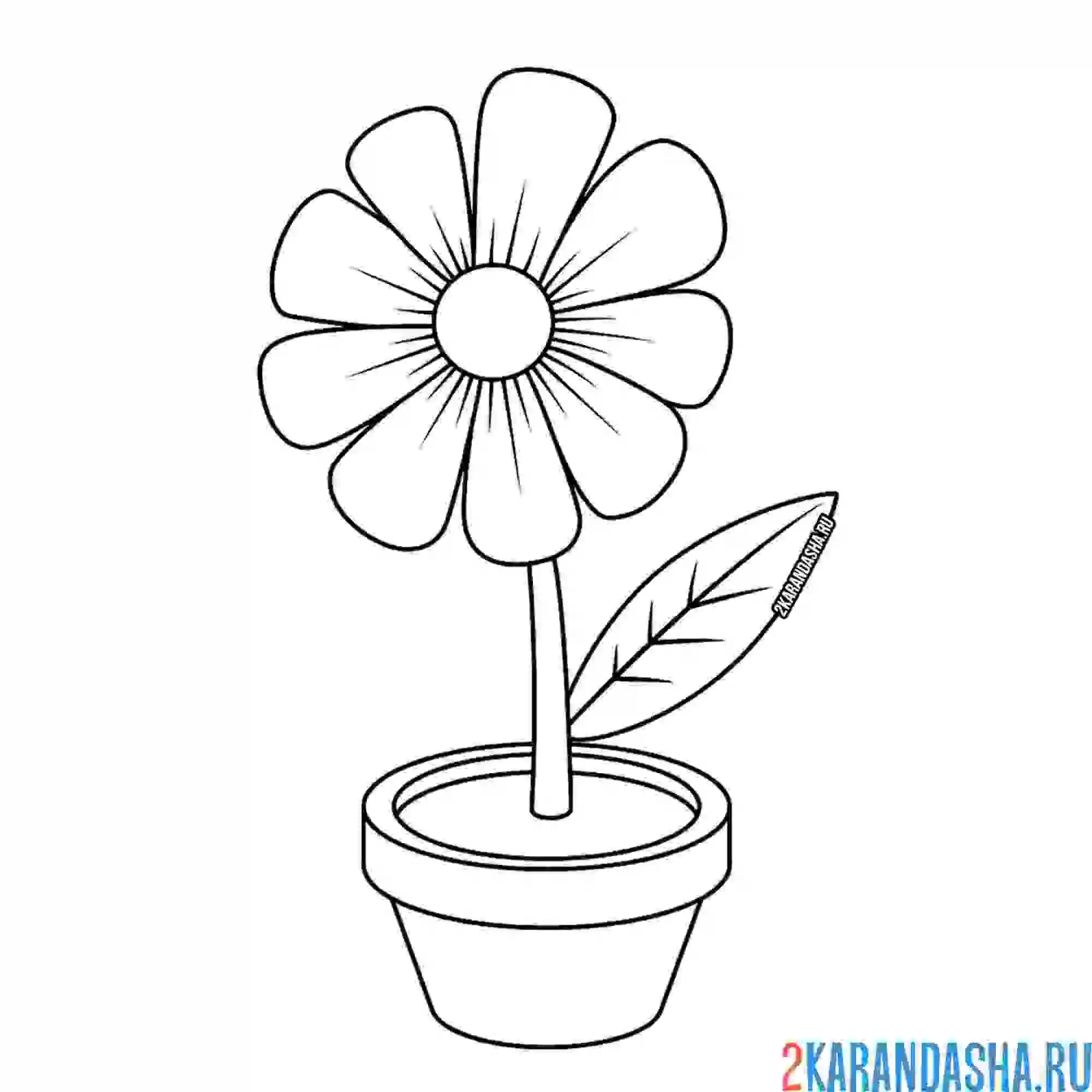 Раскраска цветочек гербера или ромшка в горшке