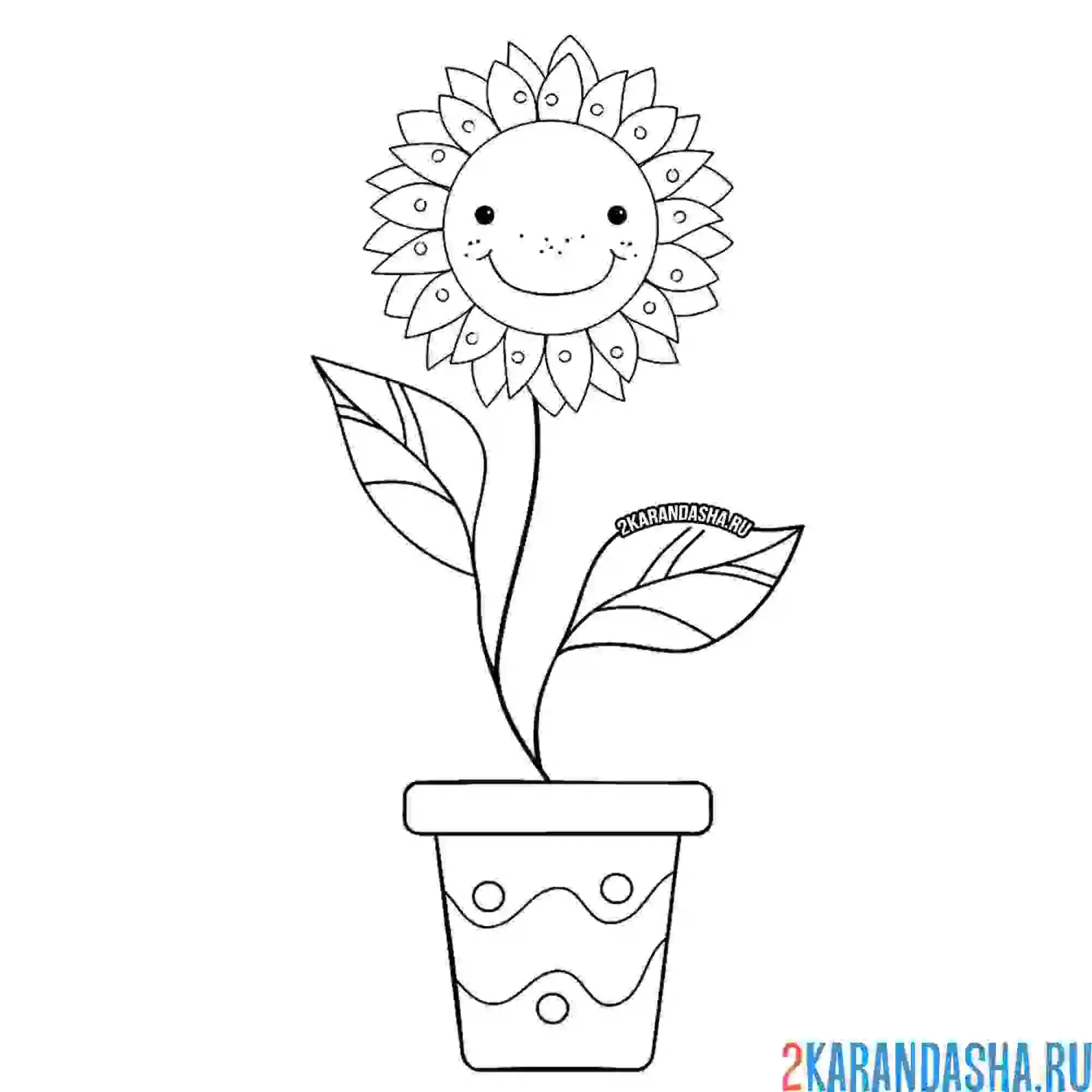 Раскраска подсолнух цветочек в горшке