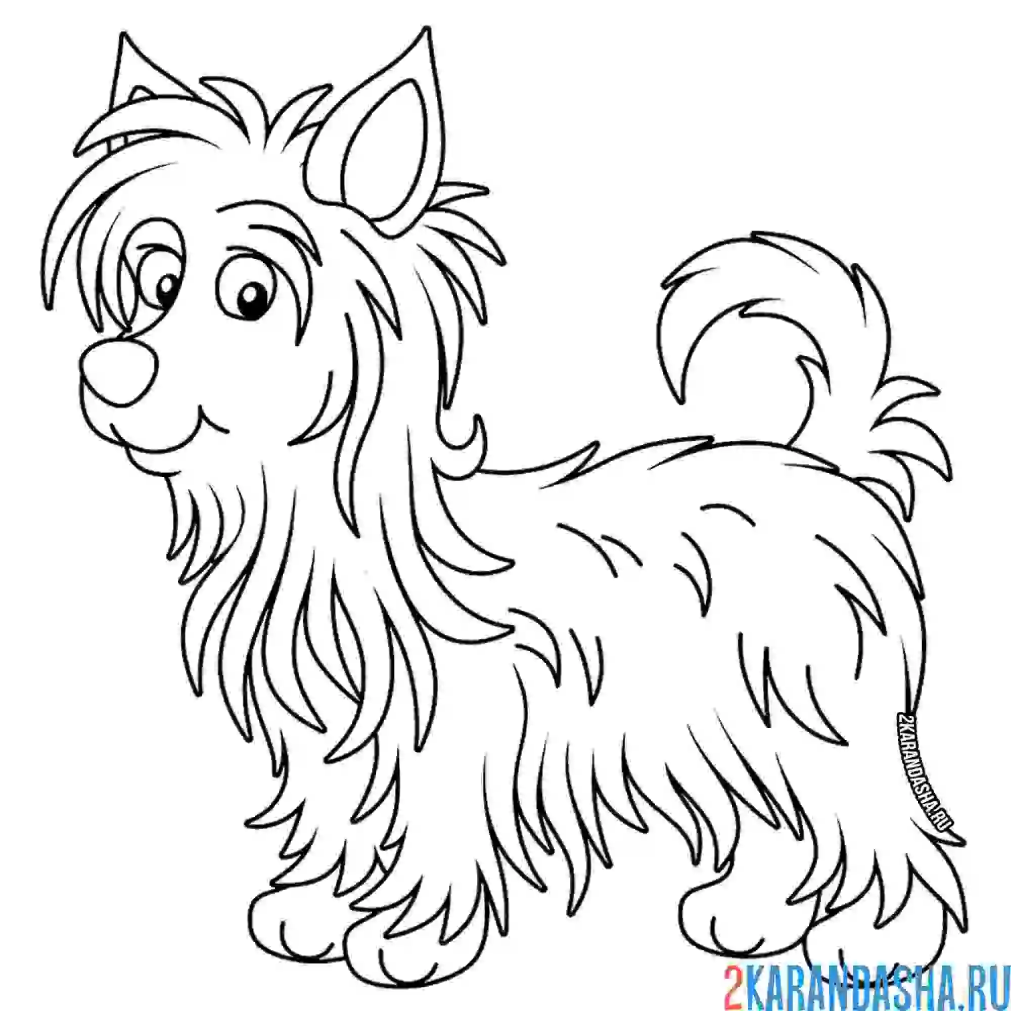 Раскраска той-терьер