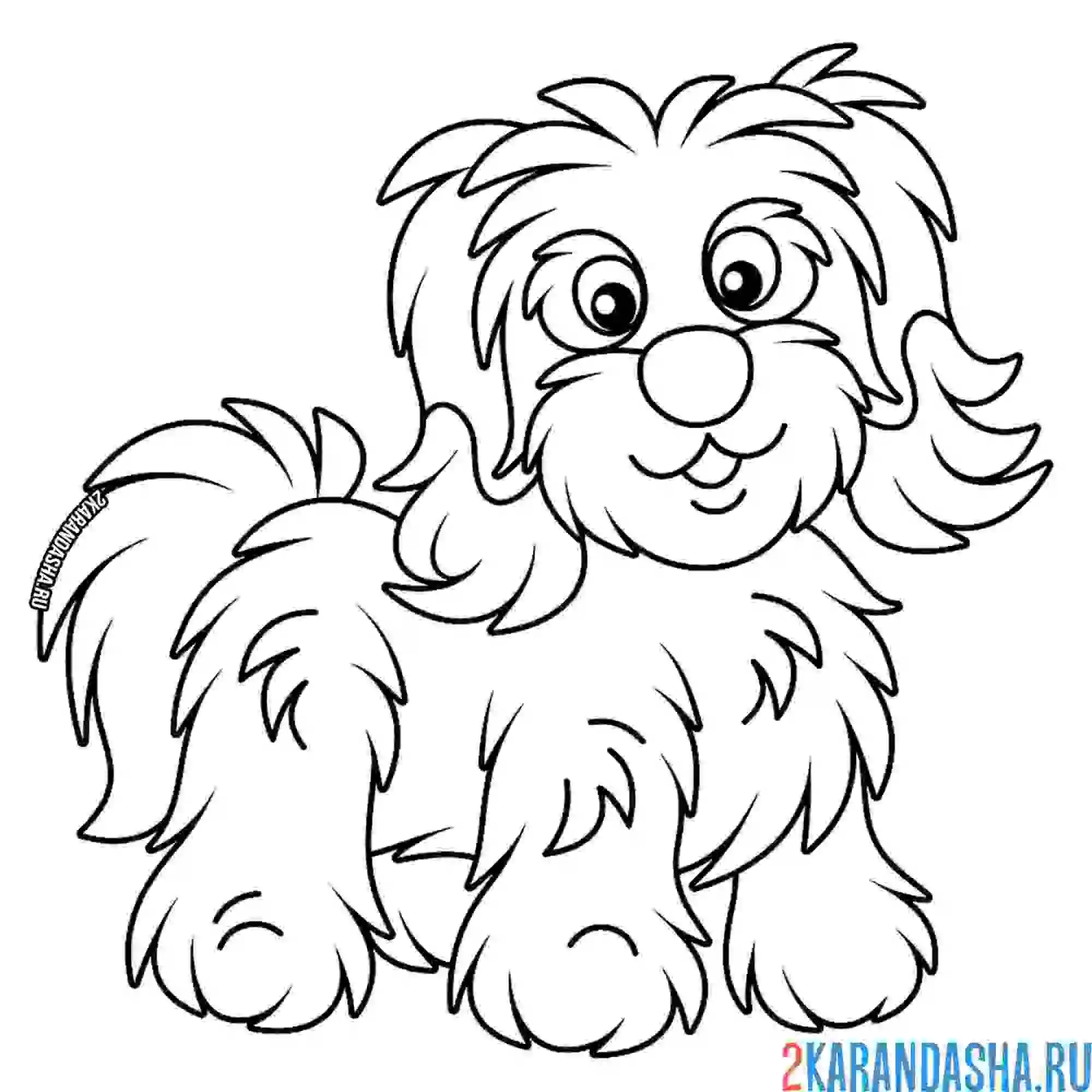 Раскраска пушистая собака