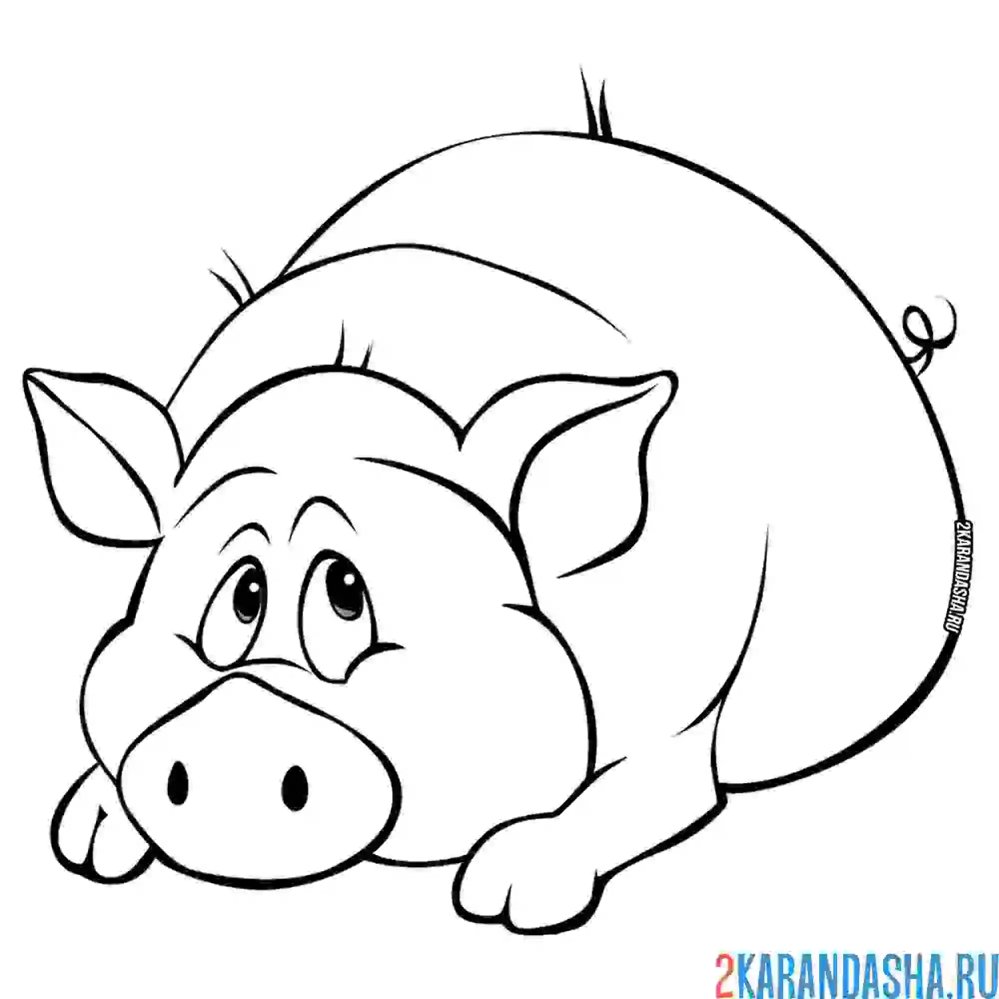 Раскраска толстая свинка