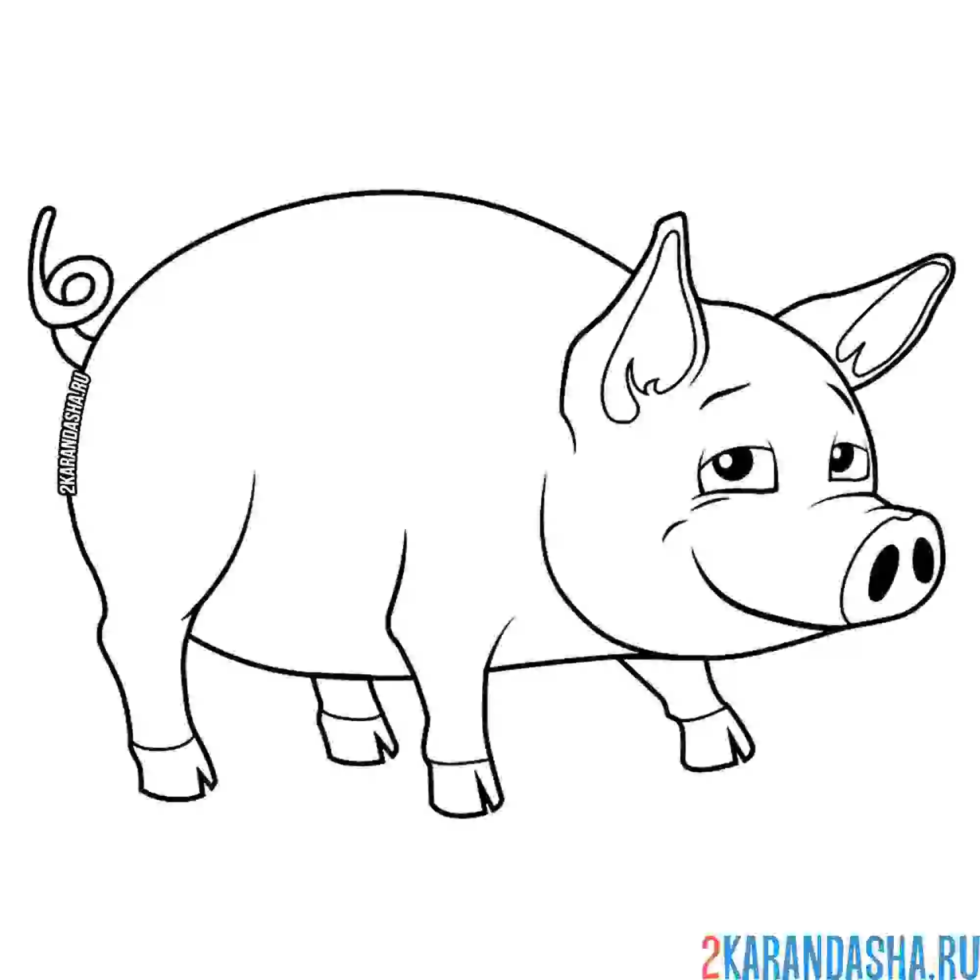 Раскраска свинья