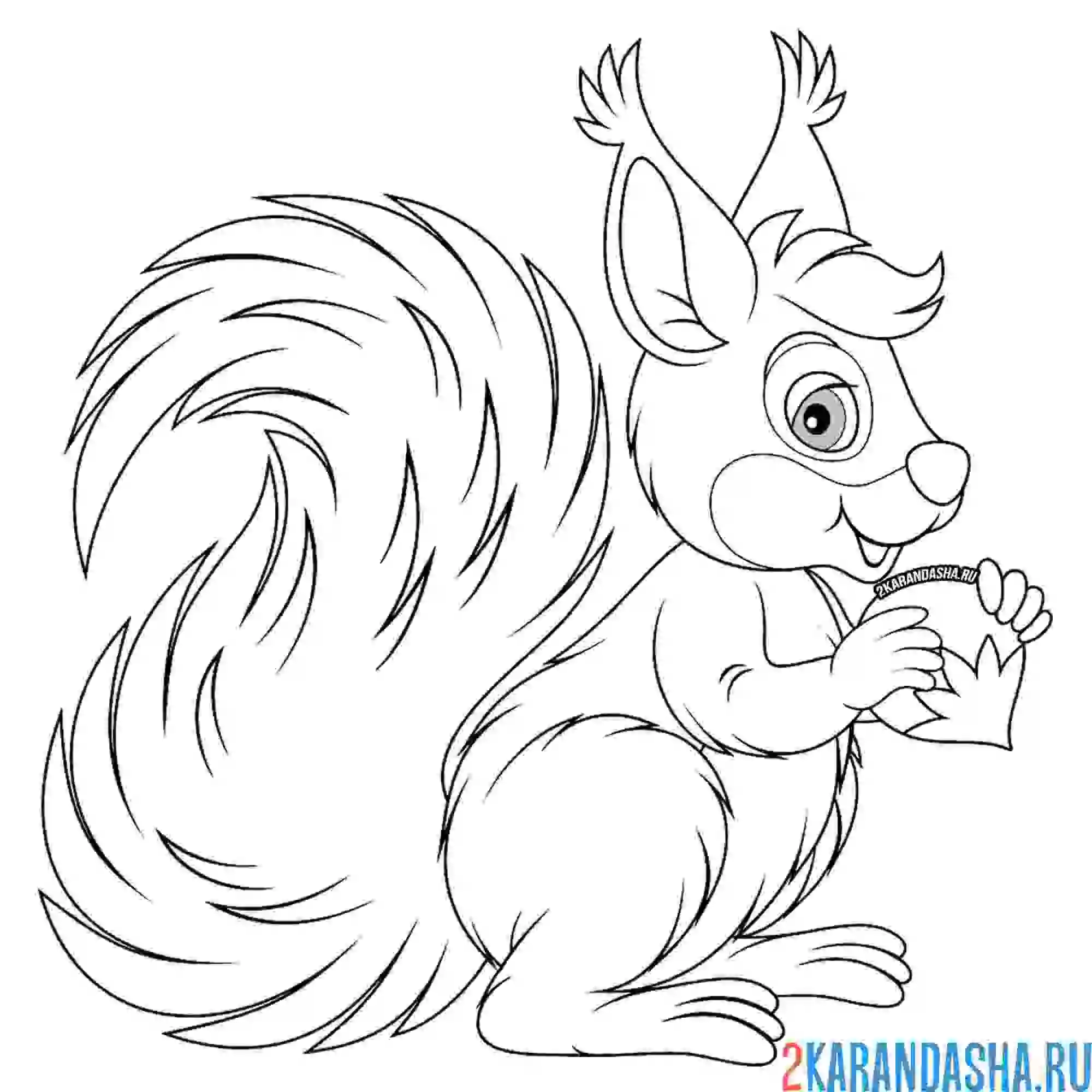 Раскраска белочка с орешками