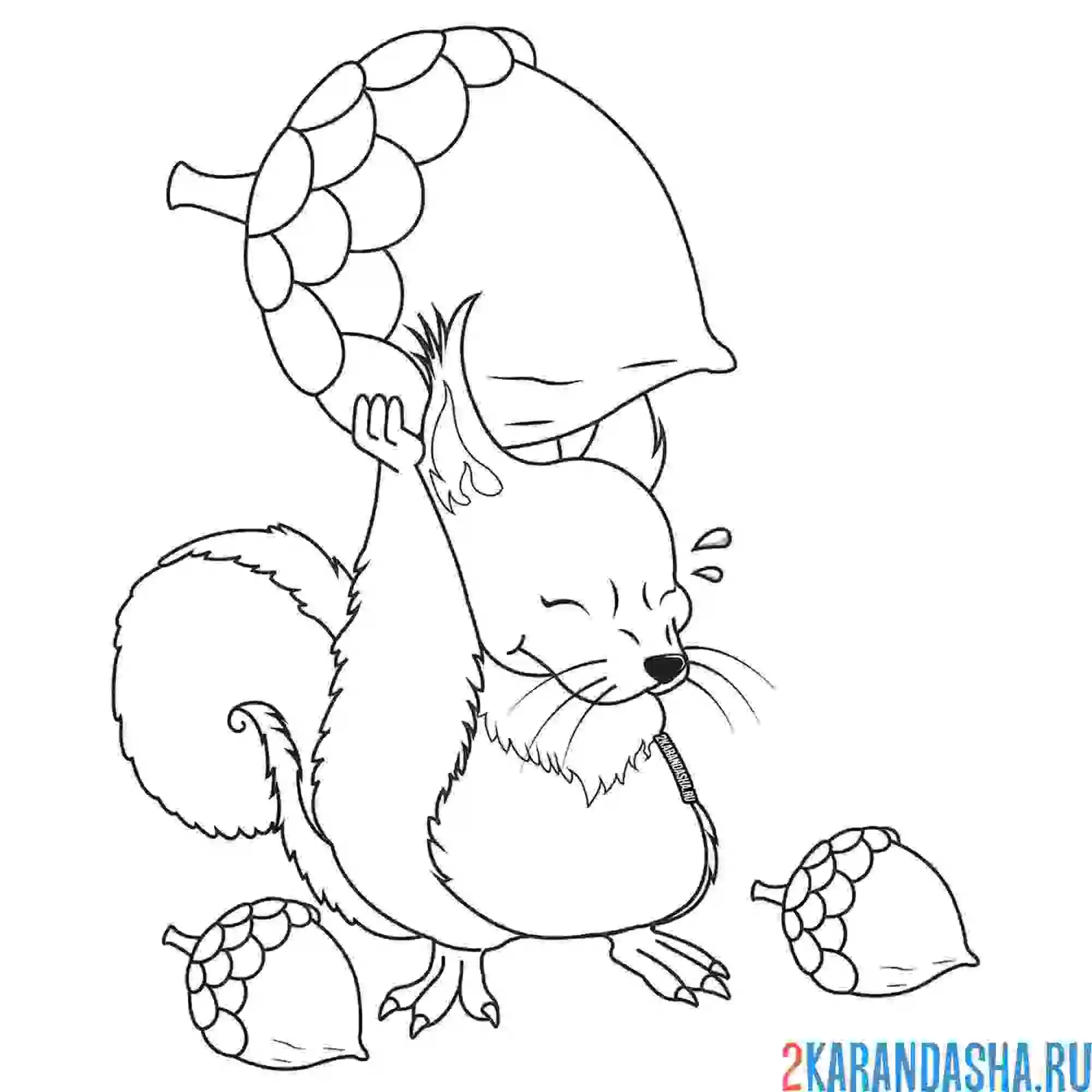Раскраска белка и орех