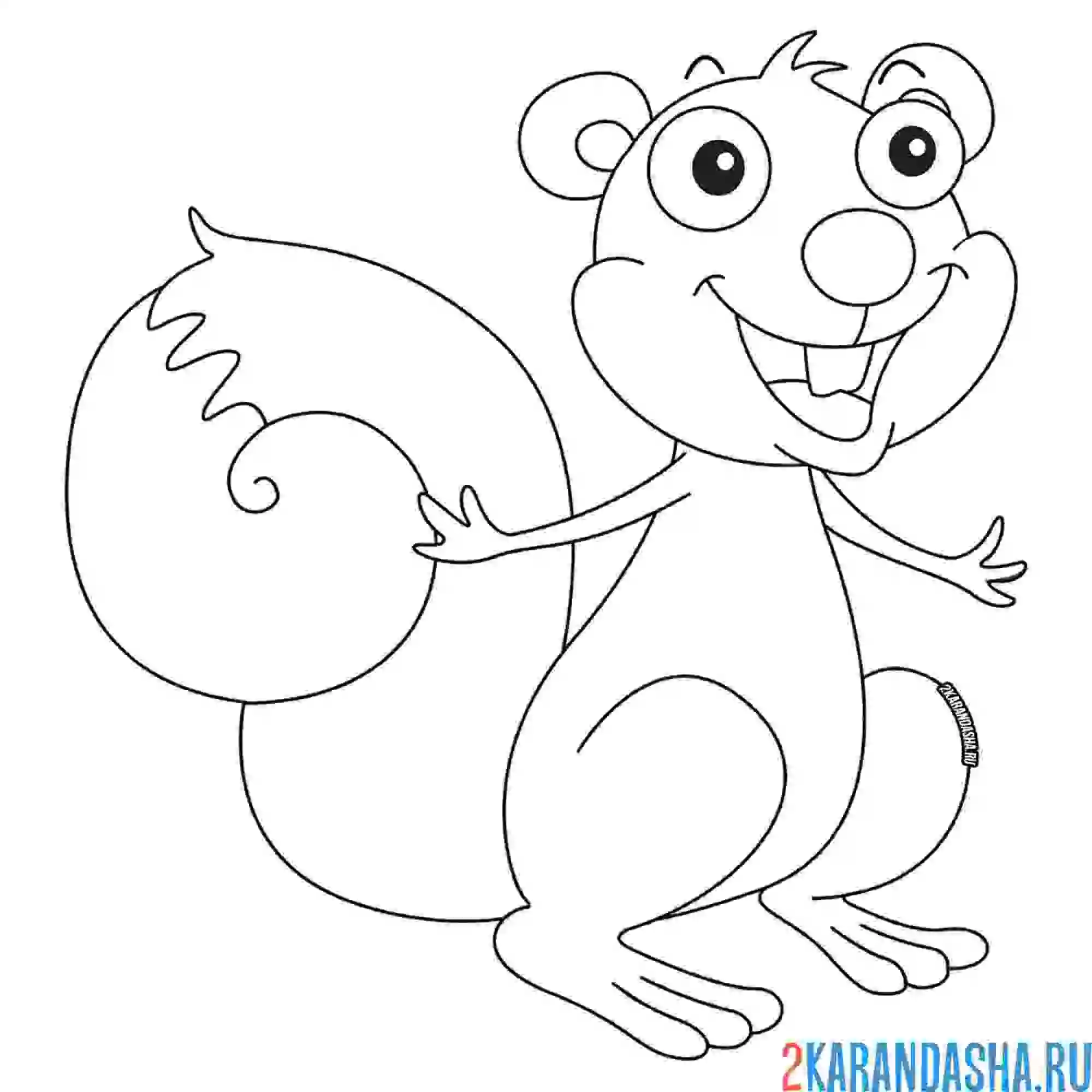 Раскраска белка для рисования