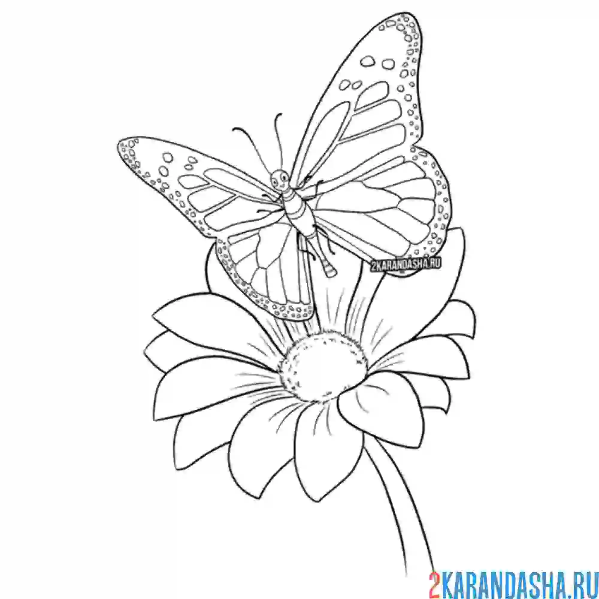 Раскраска бабочка на ромашке