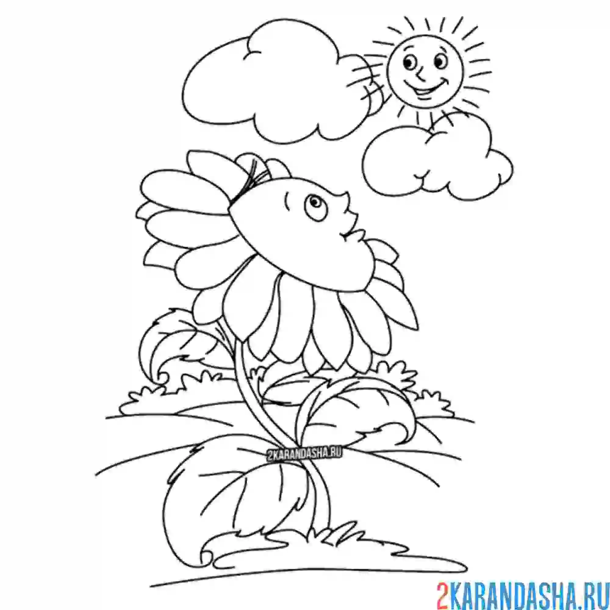 Раскраска ромашка цветочек и солнце