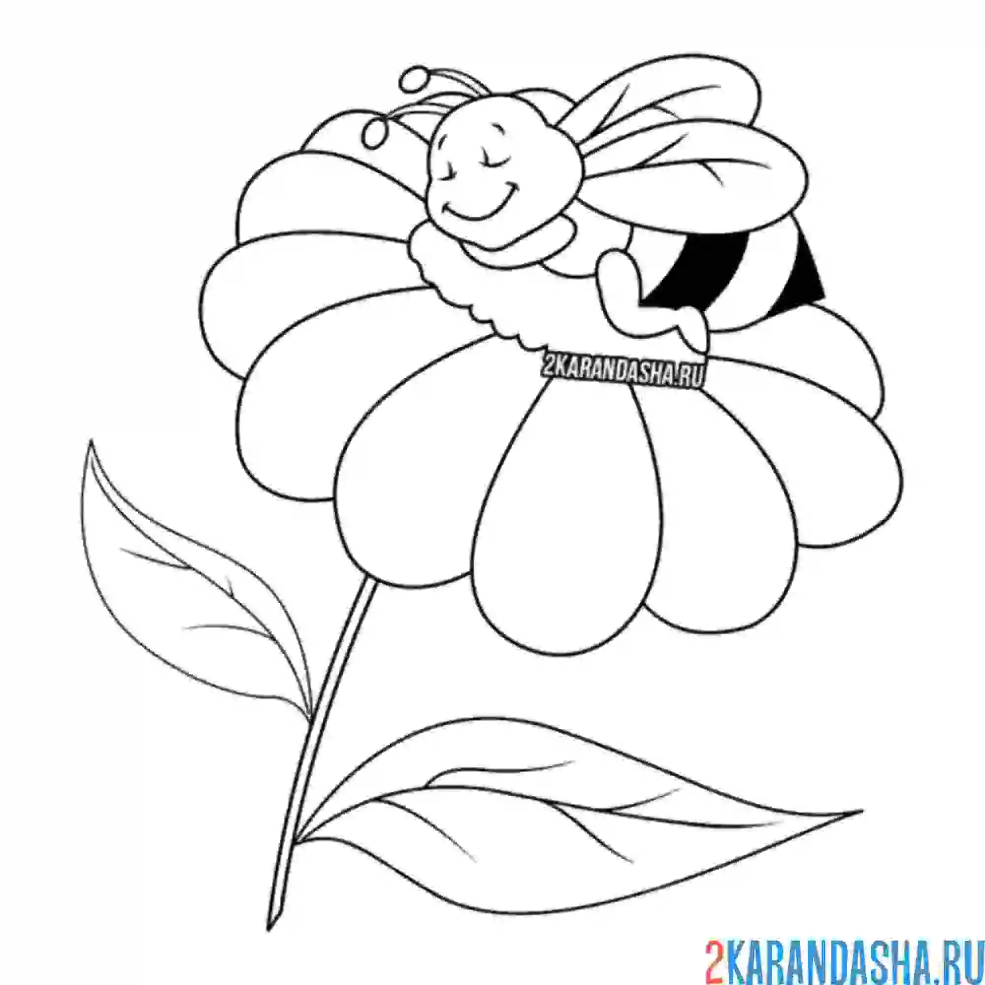 Раскраска милая пчелка спит на ромашке